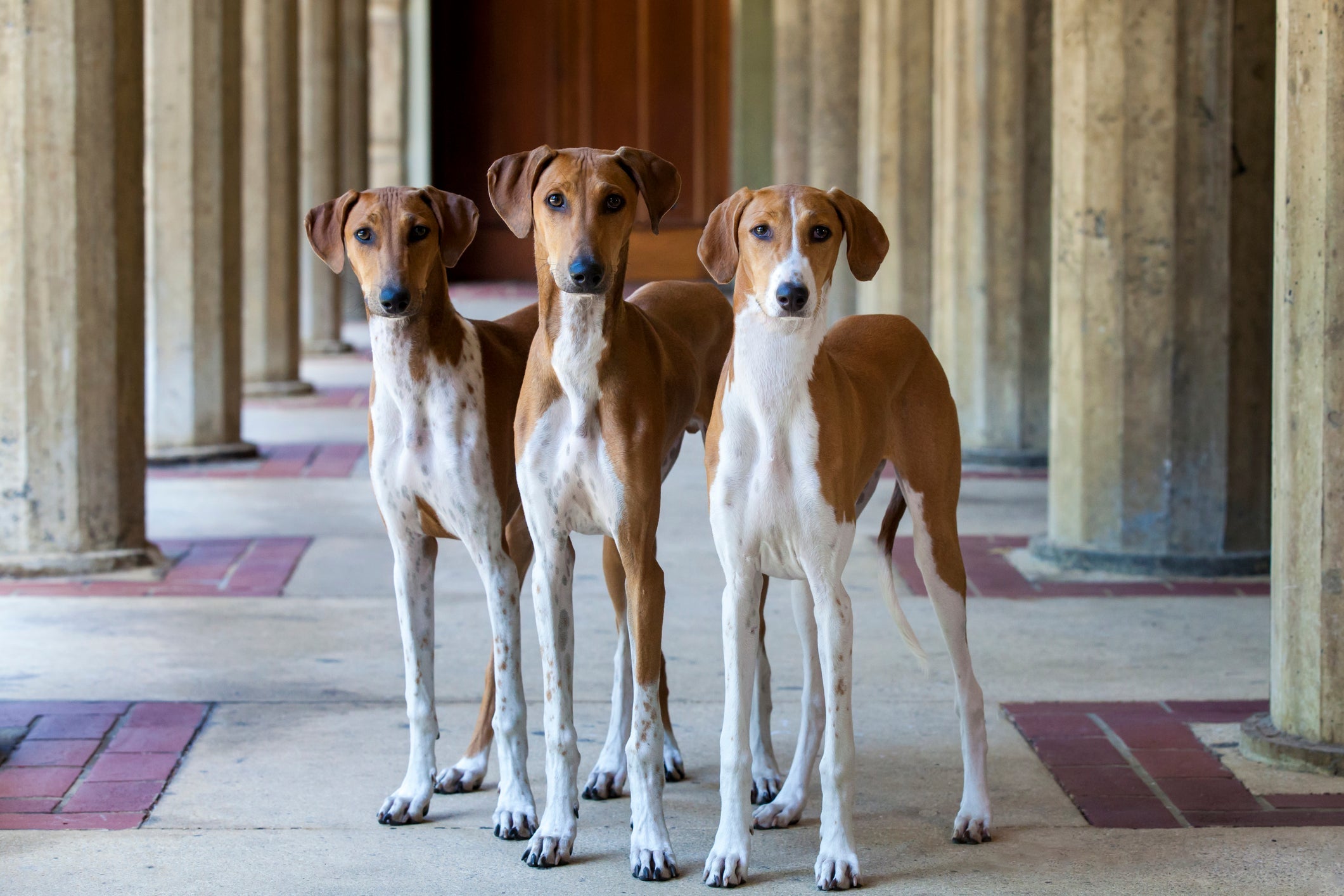 Uma raça de cachorro caro é o Azawakh, de origem africana