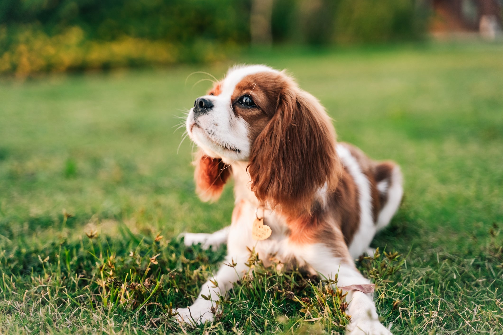 Dentre os cachorros mais caros do mundo está o Cavalier King Charles Spaniel