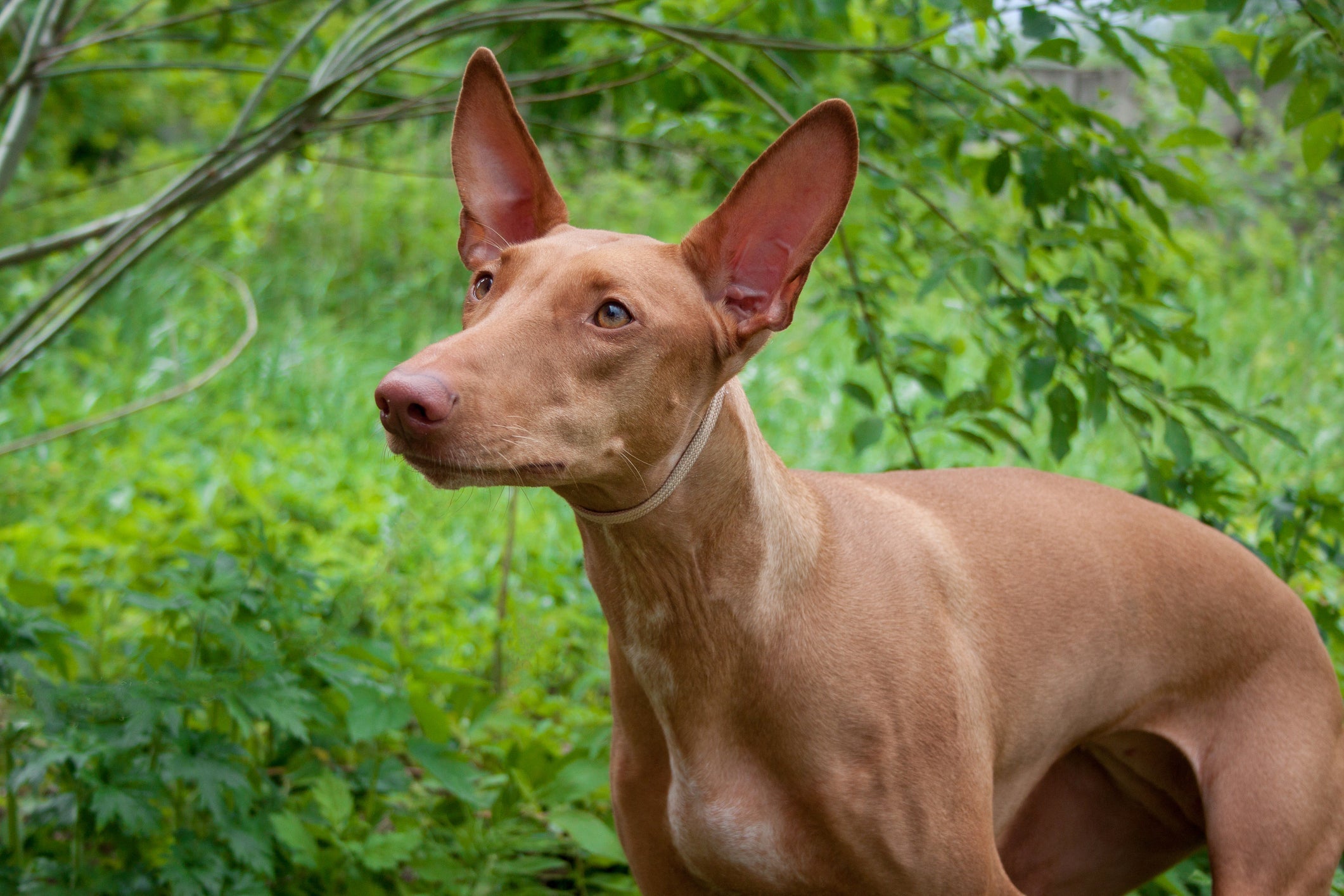 Um cachorro mais caro do que muitos outros é o Pharaoh Hound