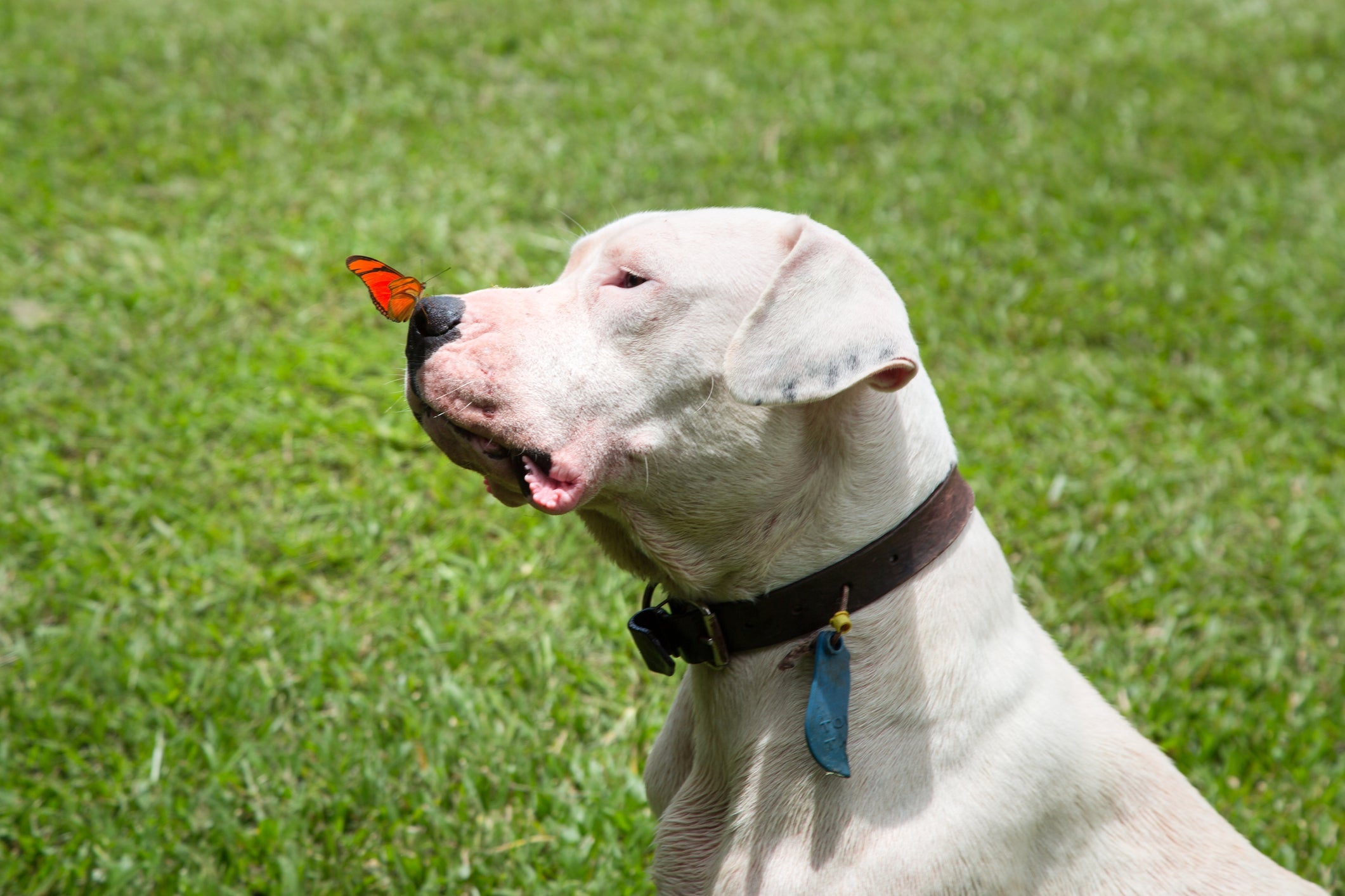 O Dogo Argentino é um cachorro grande muito amoroso