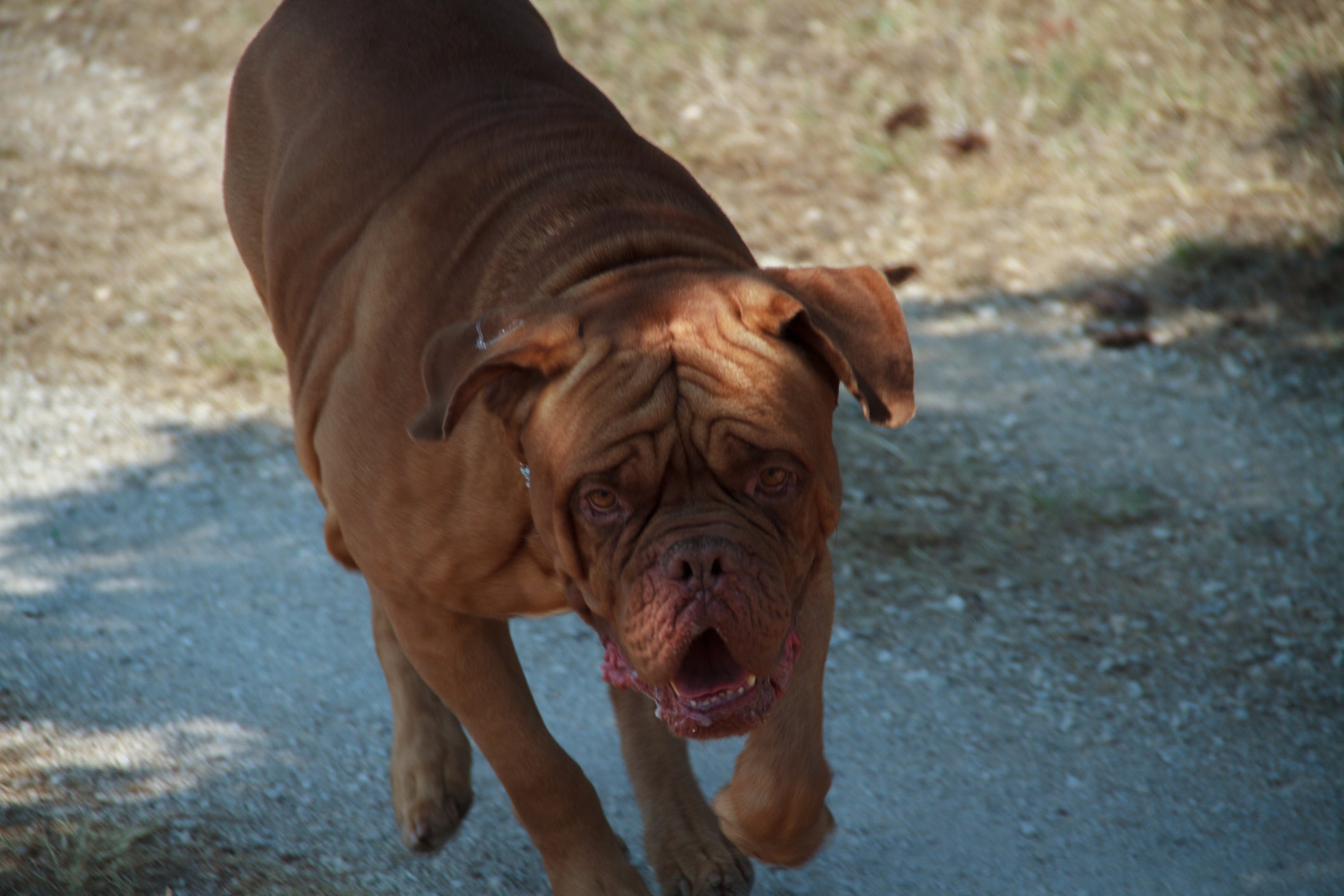 A força de mordida de cachorros da raça Dogue de Bordeaux é bem elevada