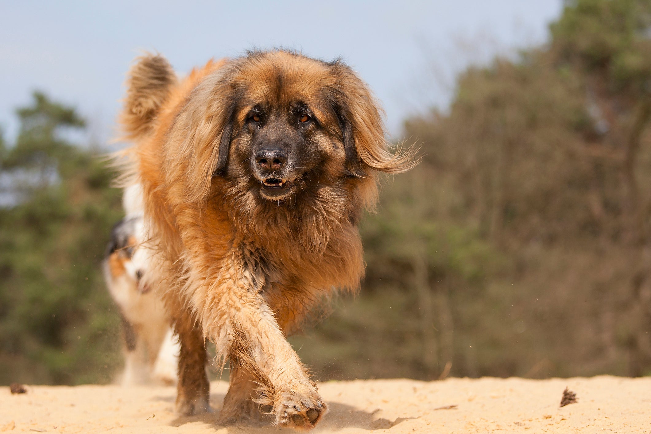 Bastante rara, a raça Leonberger é uma das raças com mordida de cachorro mais forte que existe