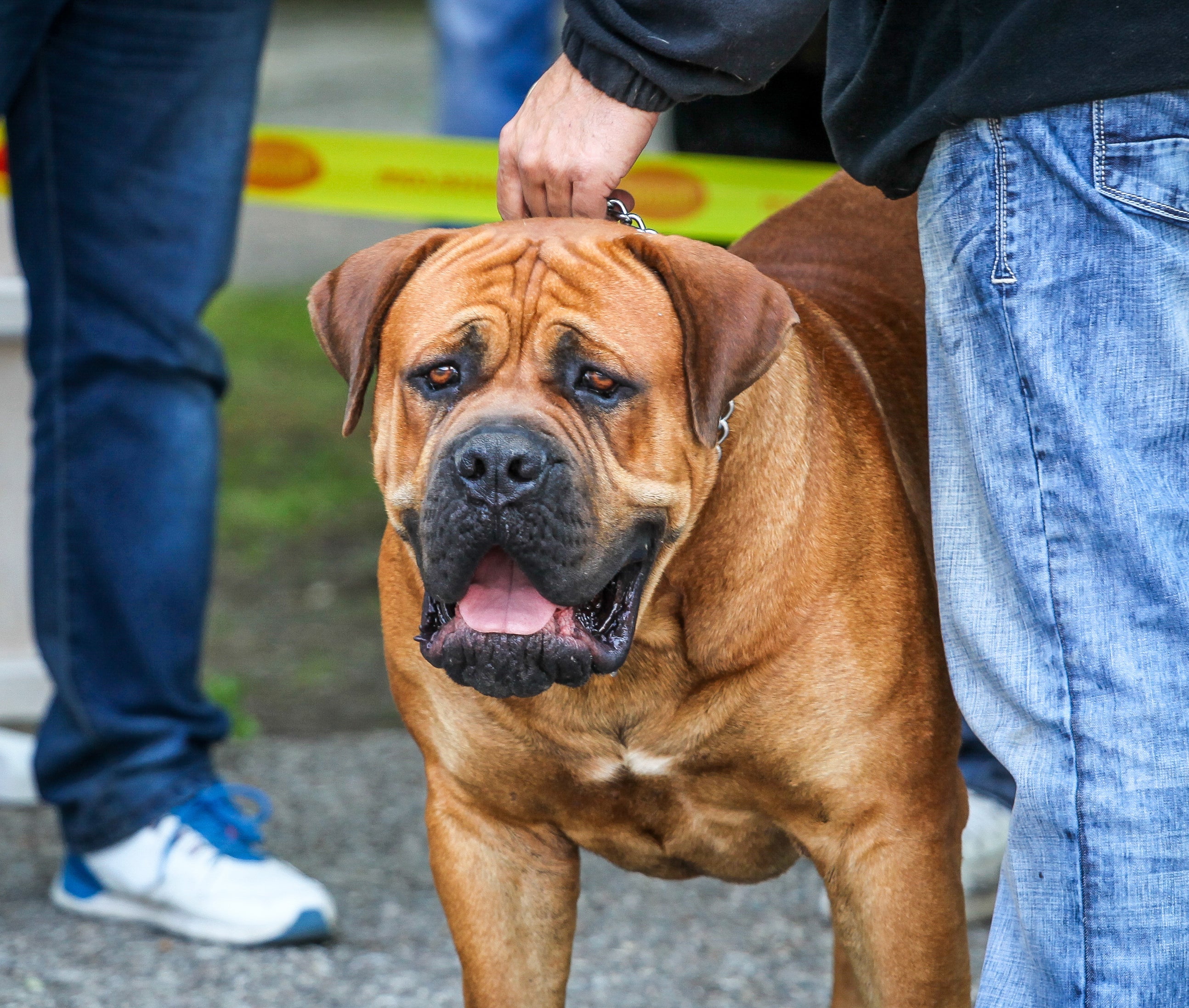 Uma das mordidas de cachorro mais forte do mundo é do Mastim Inglês, raça forte e brincalhona