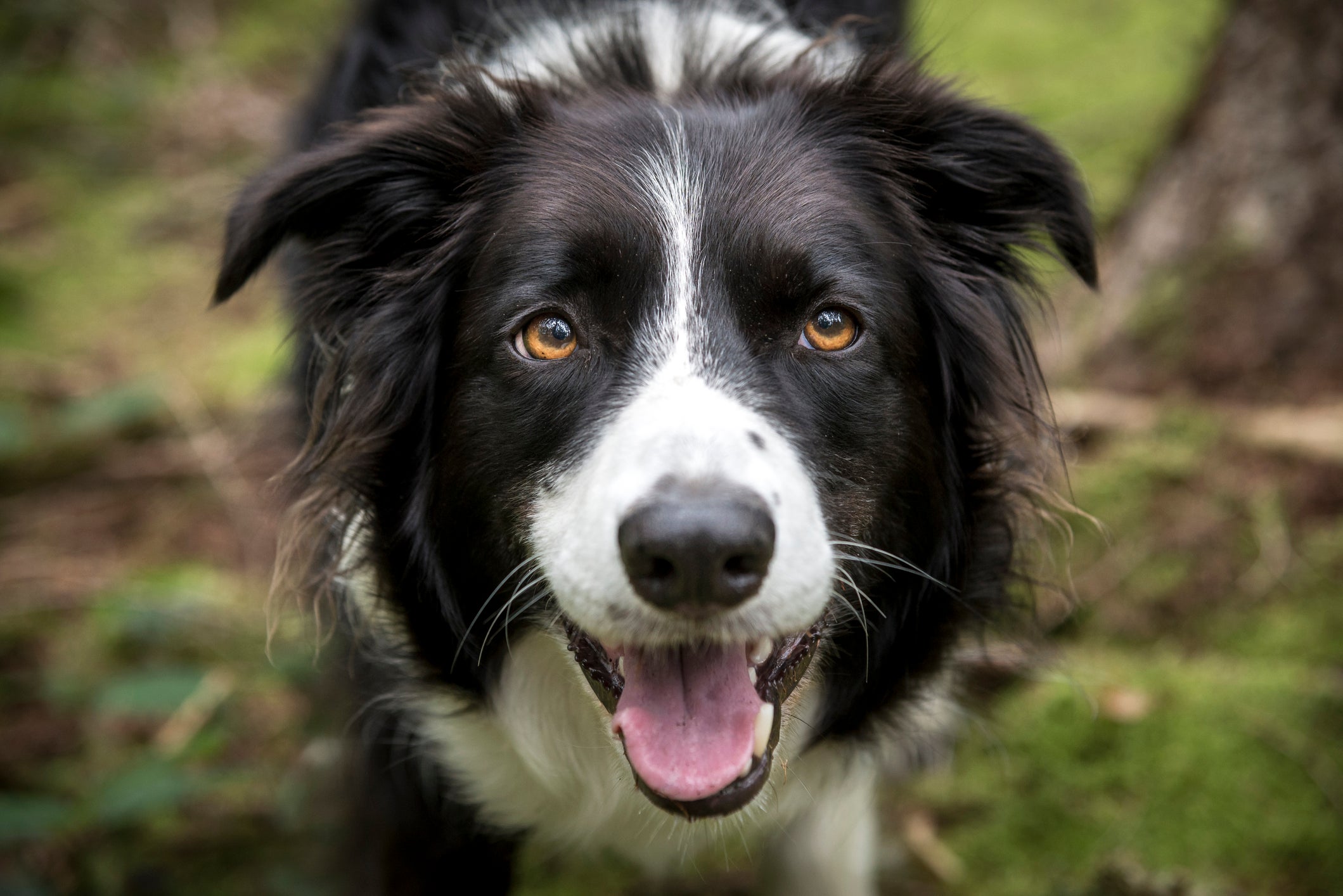 Border Collie: cachorros da raça apresentam cores variadas
