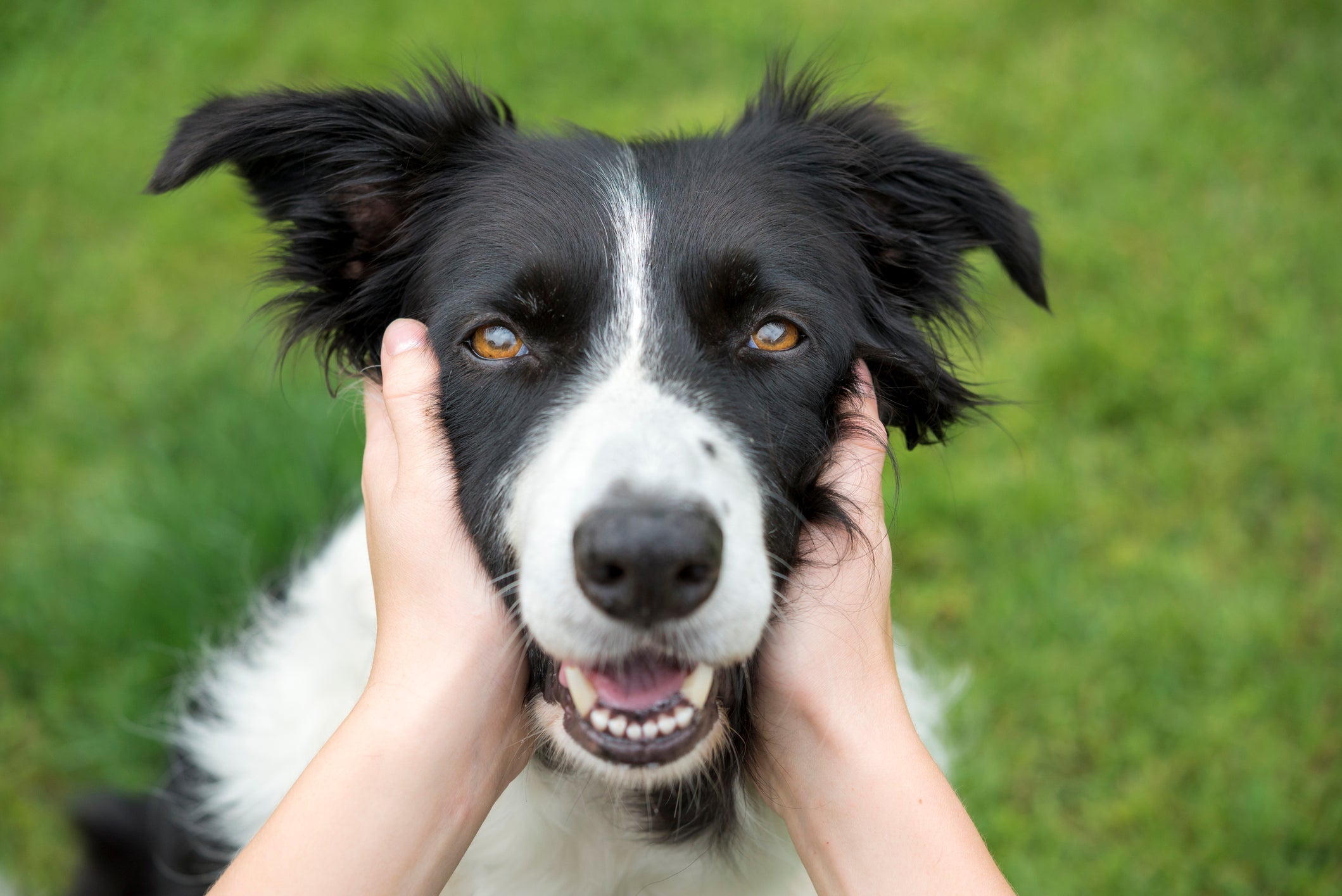 Border Collie solta pelo e precisa ser escovado com frequência