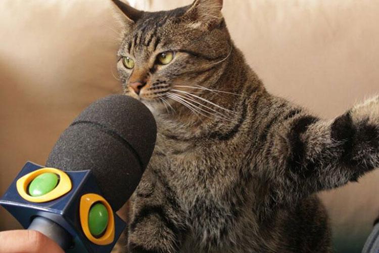 Tião virou um dos melhores memes de gato meme após dar entrevista exclusiva!