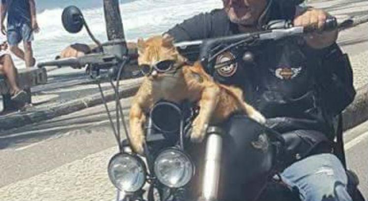 Chiquinho é um dos gatos de meme mais estilosos que tem por aí­