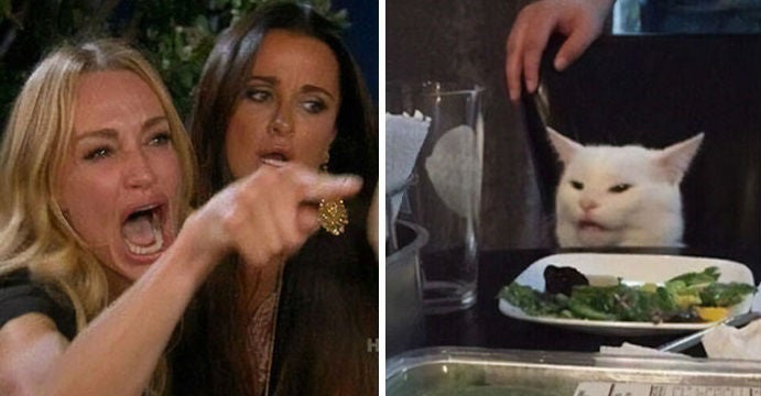 Smudge, o gato do meme sentado na mesa, é um sucesso mundial!