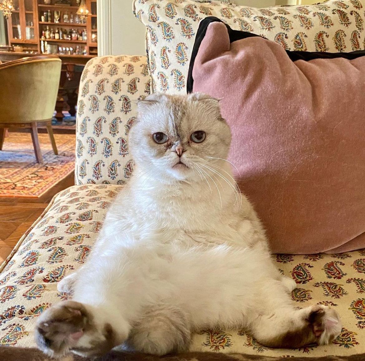 A gata de Taylor Swift já apareceu em clipes da cantora e campanhas publicitárias