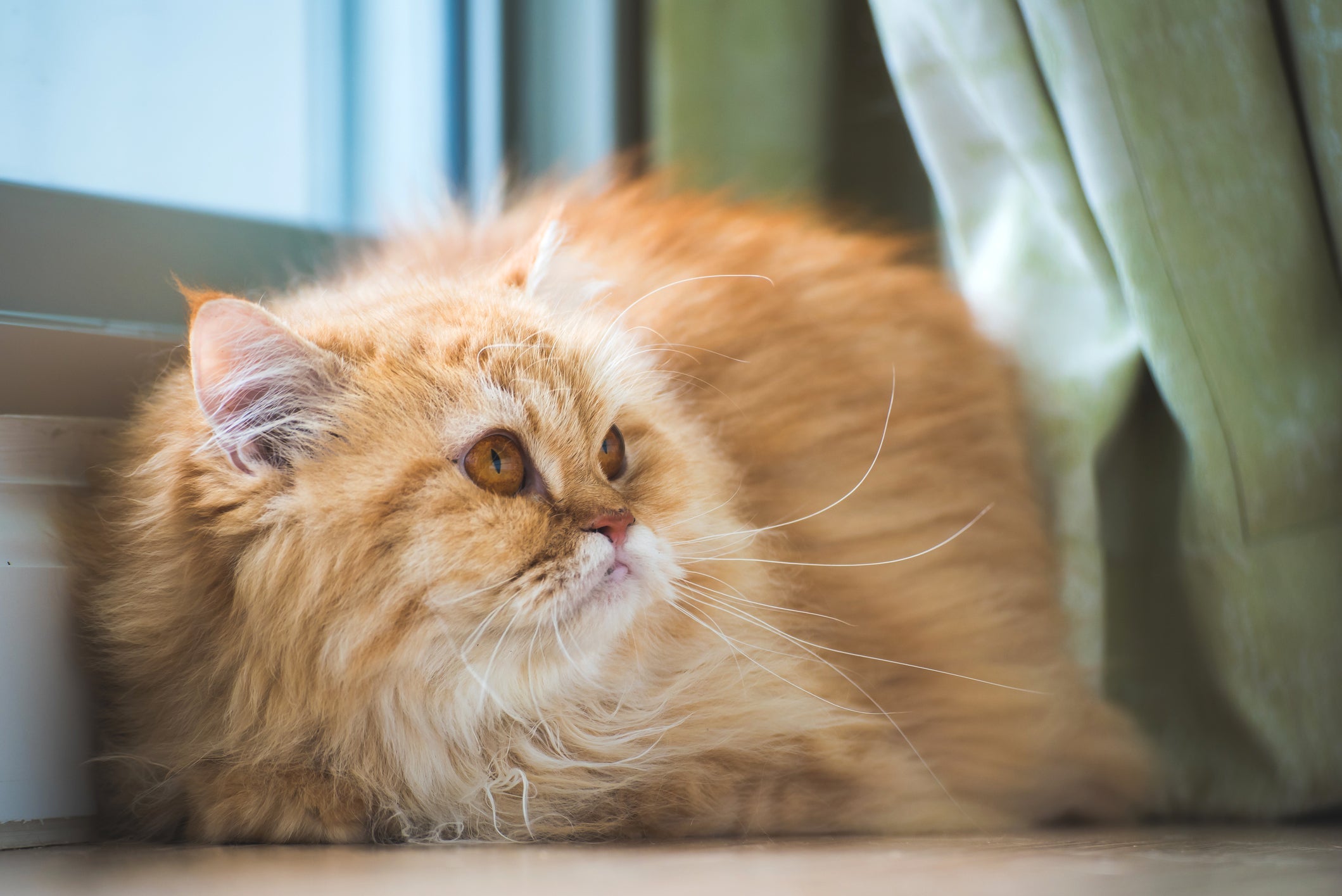 Quando o gato tem diabetes, ele apresenta cansaço, fome, sede, perda de peso e aumento da micção