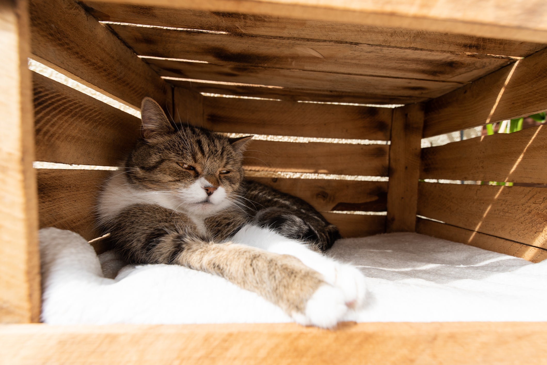 A cama para cachorro feita com um caixote de madeira é super prática e fácil de fazer