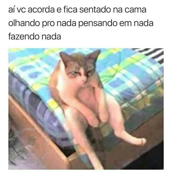 Gatinho sentado igual gente sempre rende boas risadas na internet