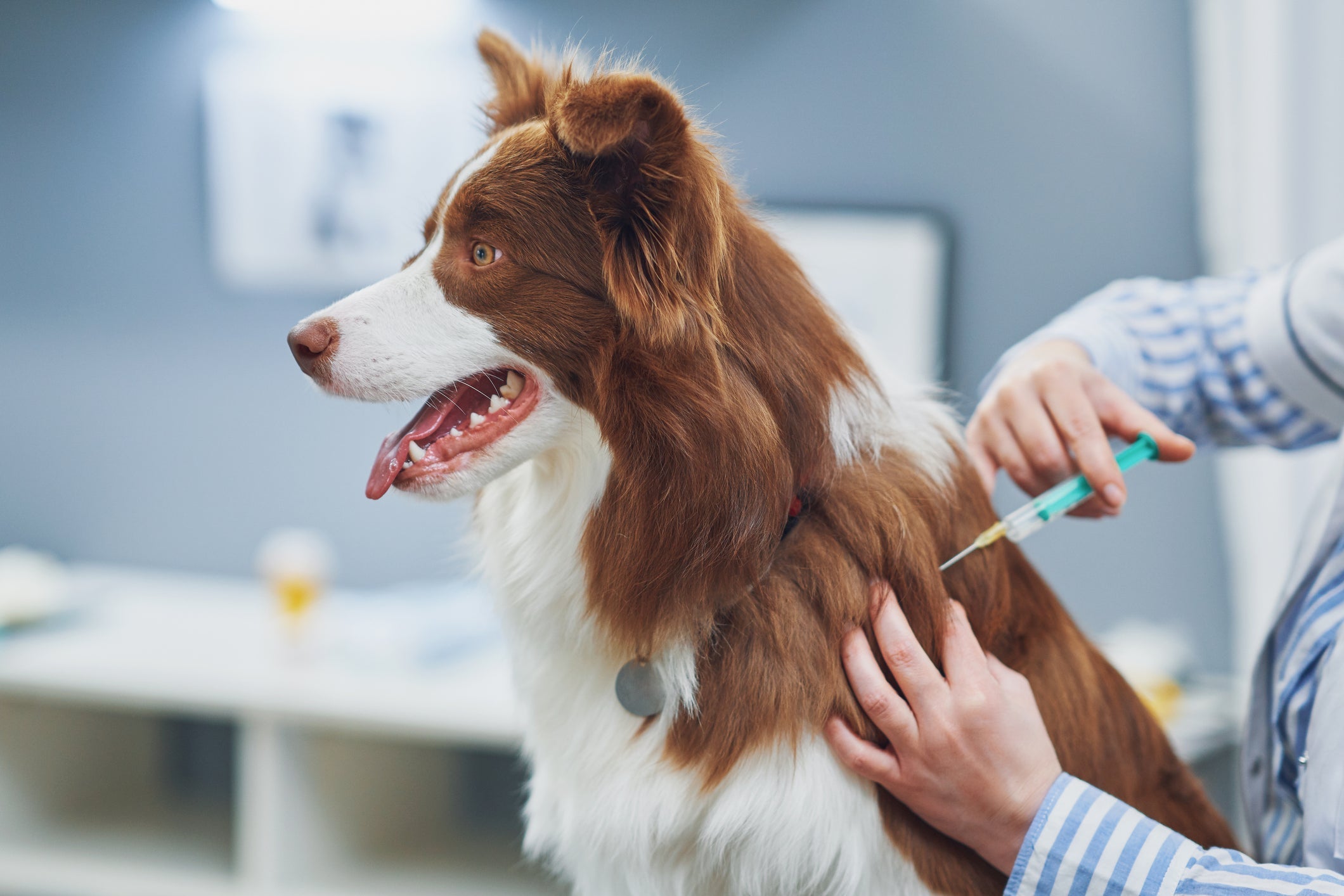 A vacinação contra raiva precisa de reforço anual para que seu cão fique sempre protegido