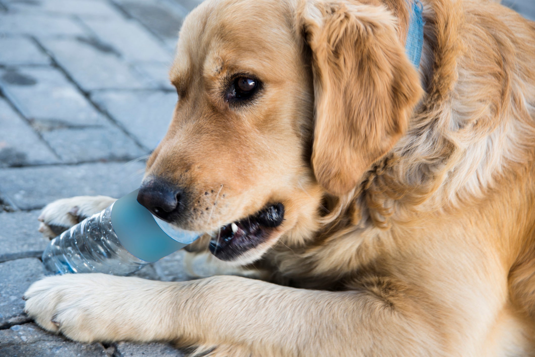Se você notar o cachorro babando muito, pode começar a investigar se ele ingeriu algo indevido, como pedaços de brinquedo, por exemplo.