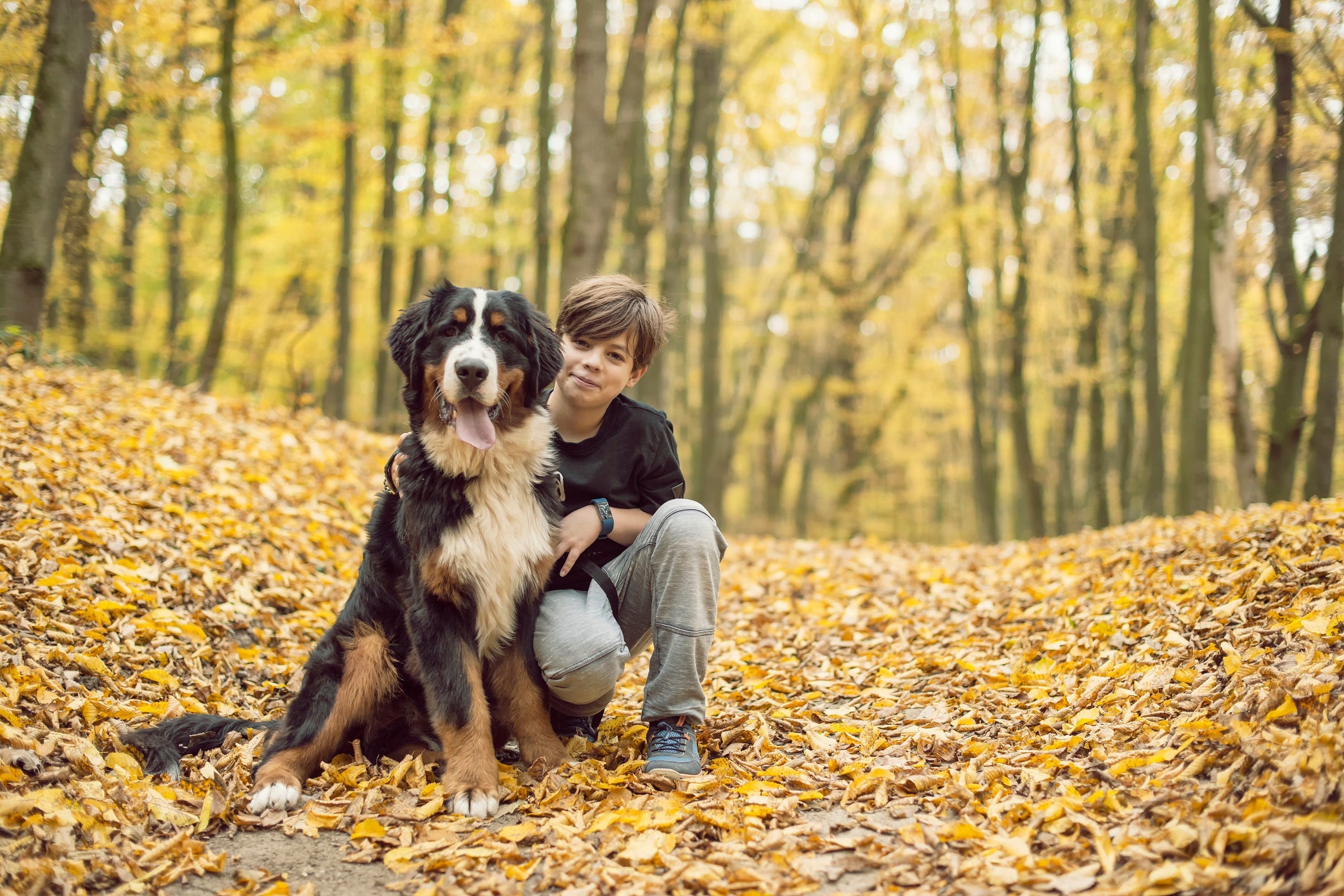 O Bernese ama brincar e correr. O dono precisa de disposição para acompanhar esse pique todo.