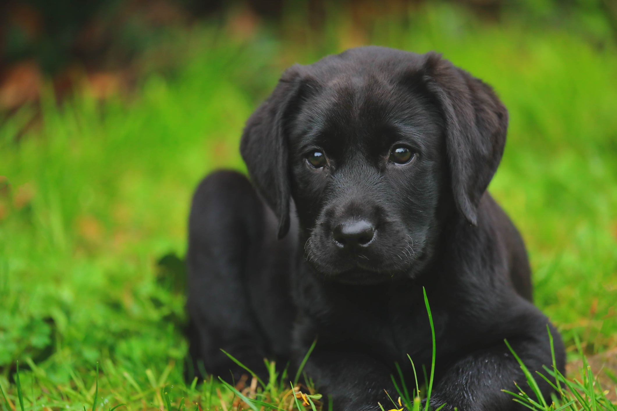 Passear com cachorro permite que ele vá se acostumando com ambientes fora de casa