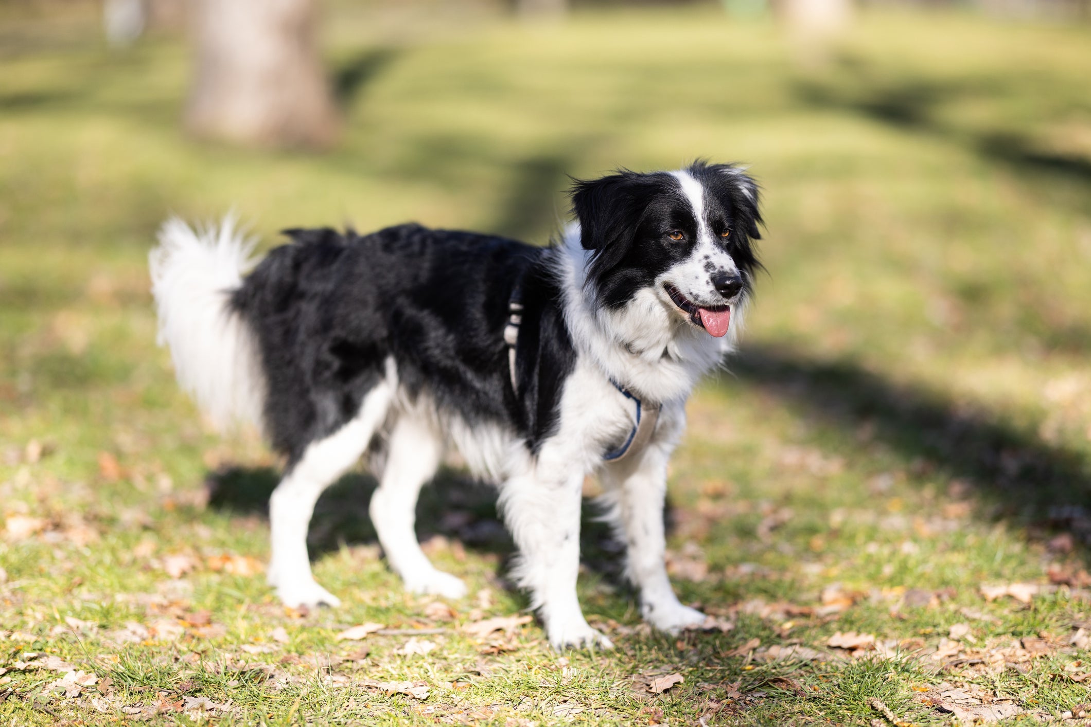 O Border Collie é um dos cachorros mais inteligentes que você pode ter