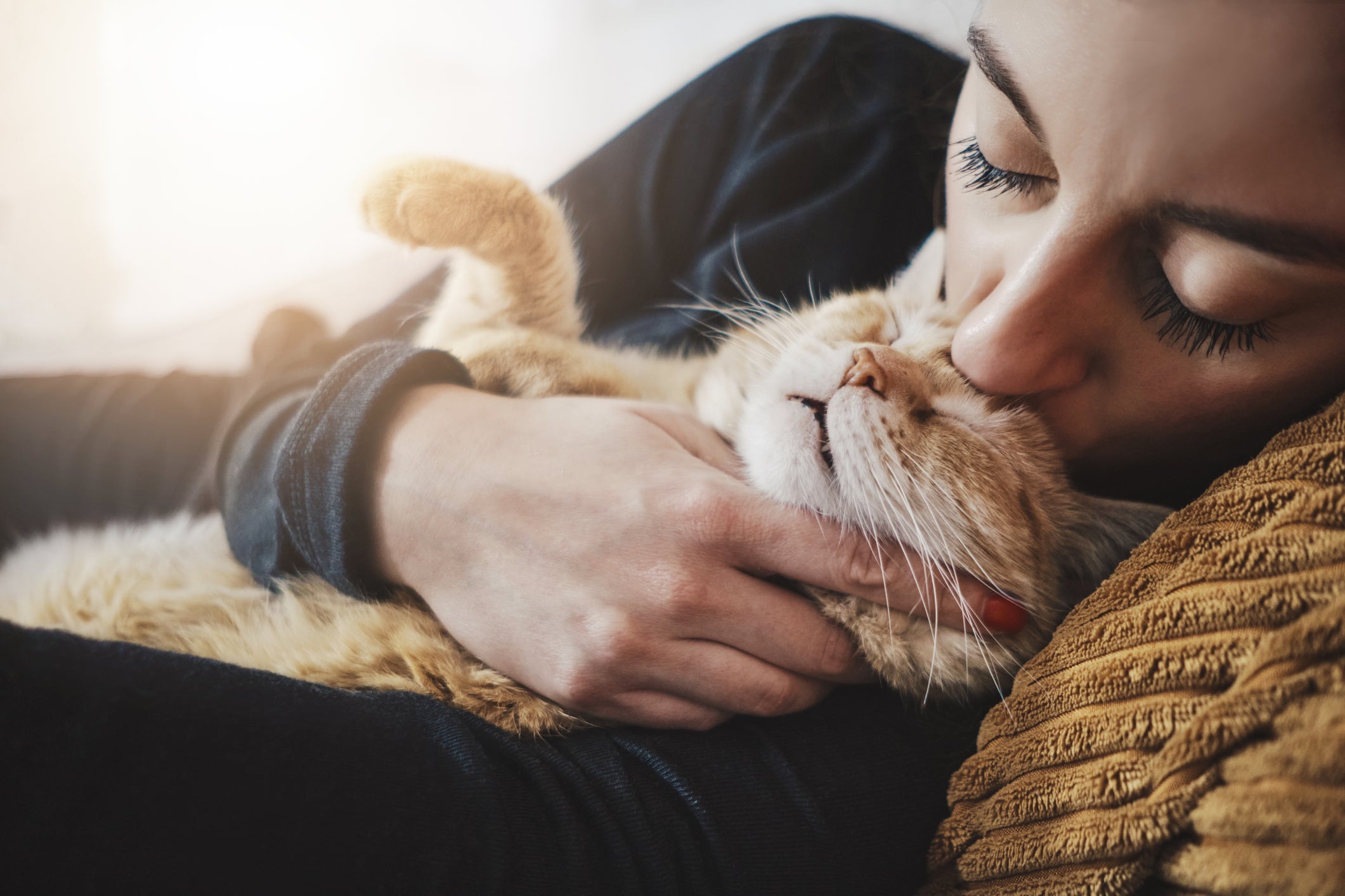 É importante saber como acalmar gato estressado para manter o bem-estar do seu amigo