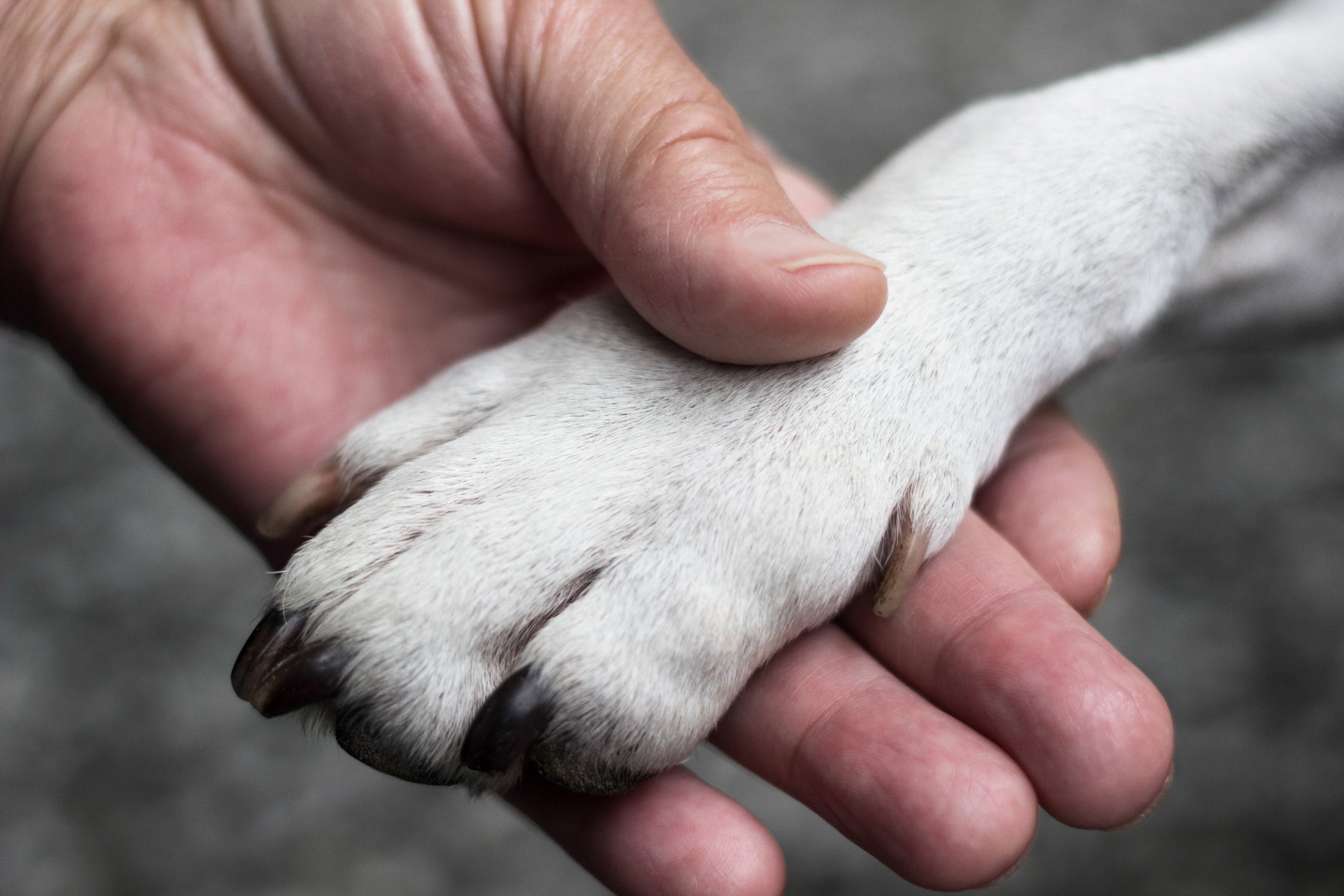 As feridas entre os dedos da pata do cachorro podem ser causadas por parasitas como o bicho de pé
