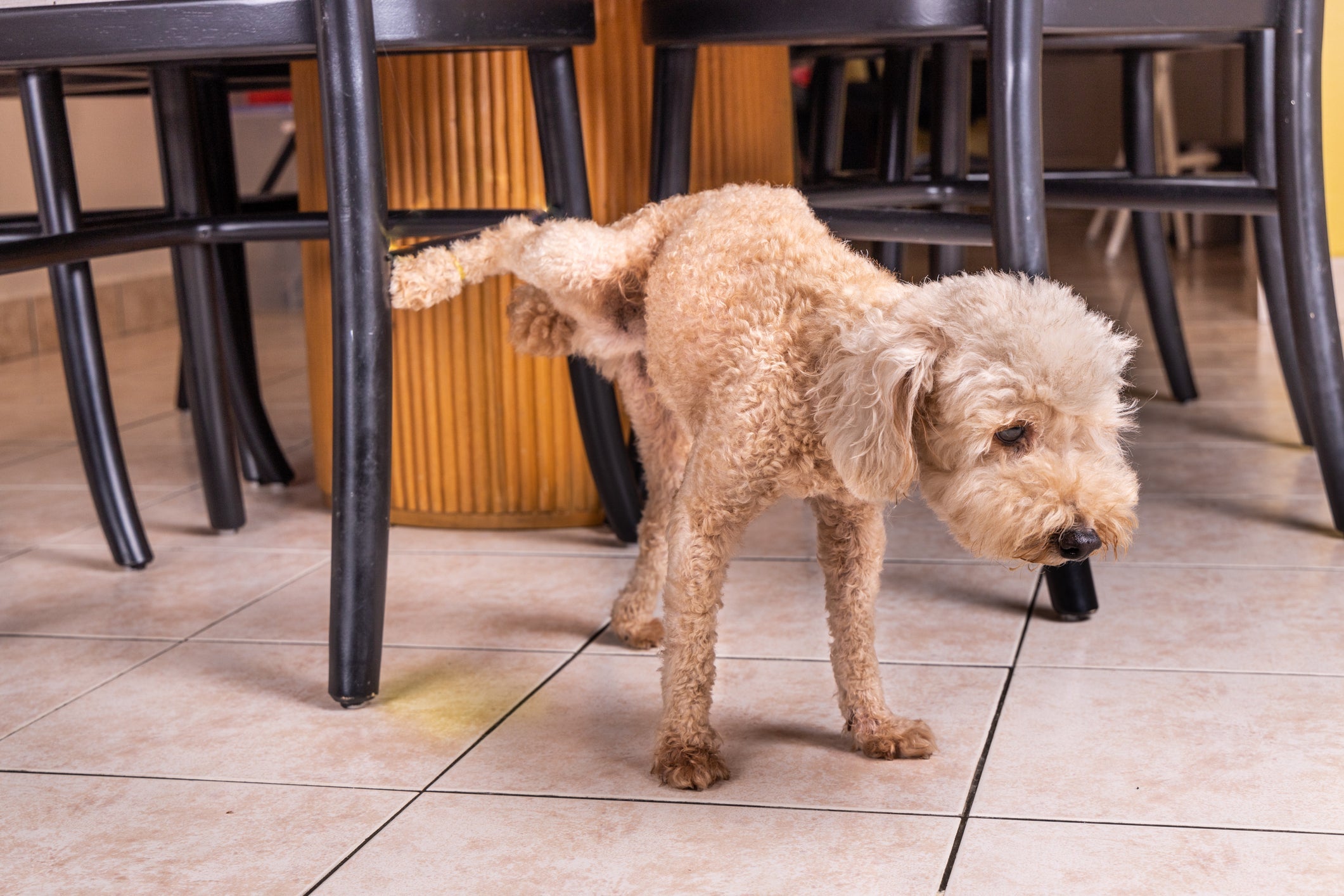 Os problemas nos rins do cachorro podem levar ao aumento ou diminuição do volume de xixi