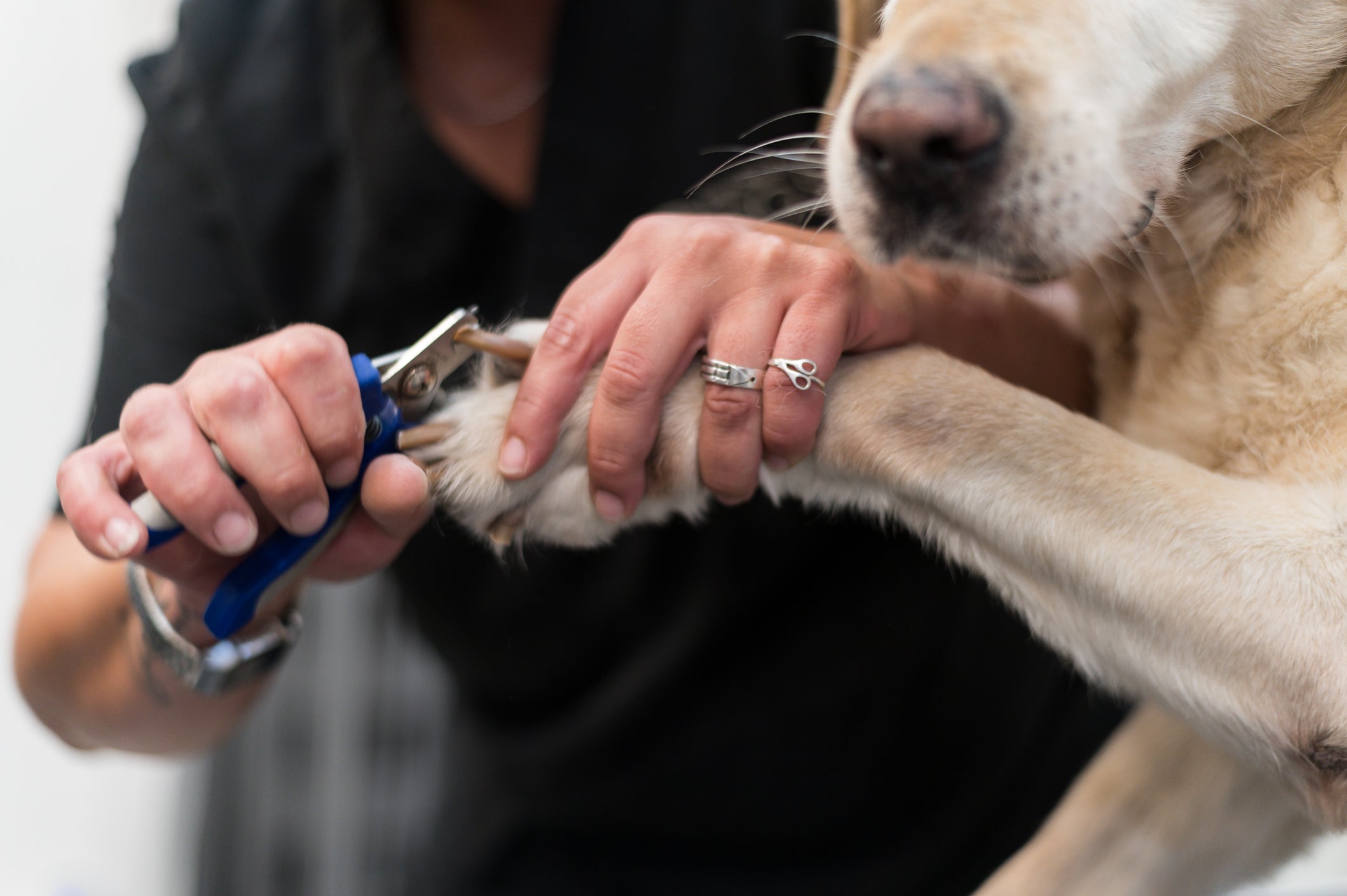A unha de cachorro preta precisa de atenção e cuidado redobrado!