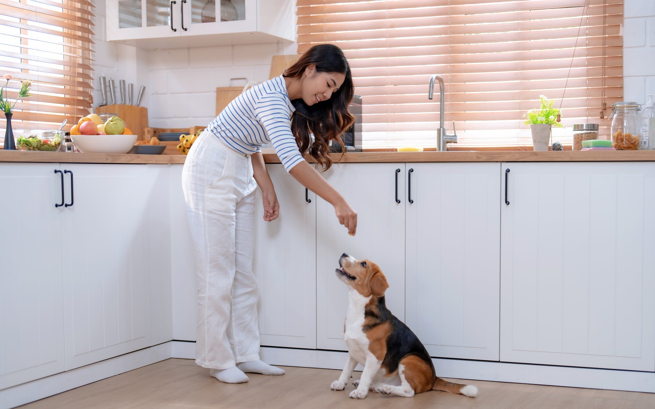 Quando você aprende como ensinar o cachorro a sentar, fica mais fácil ensiná-lo a deitar