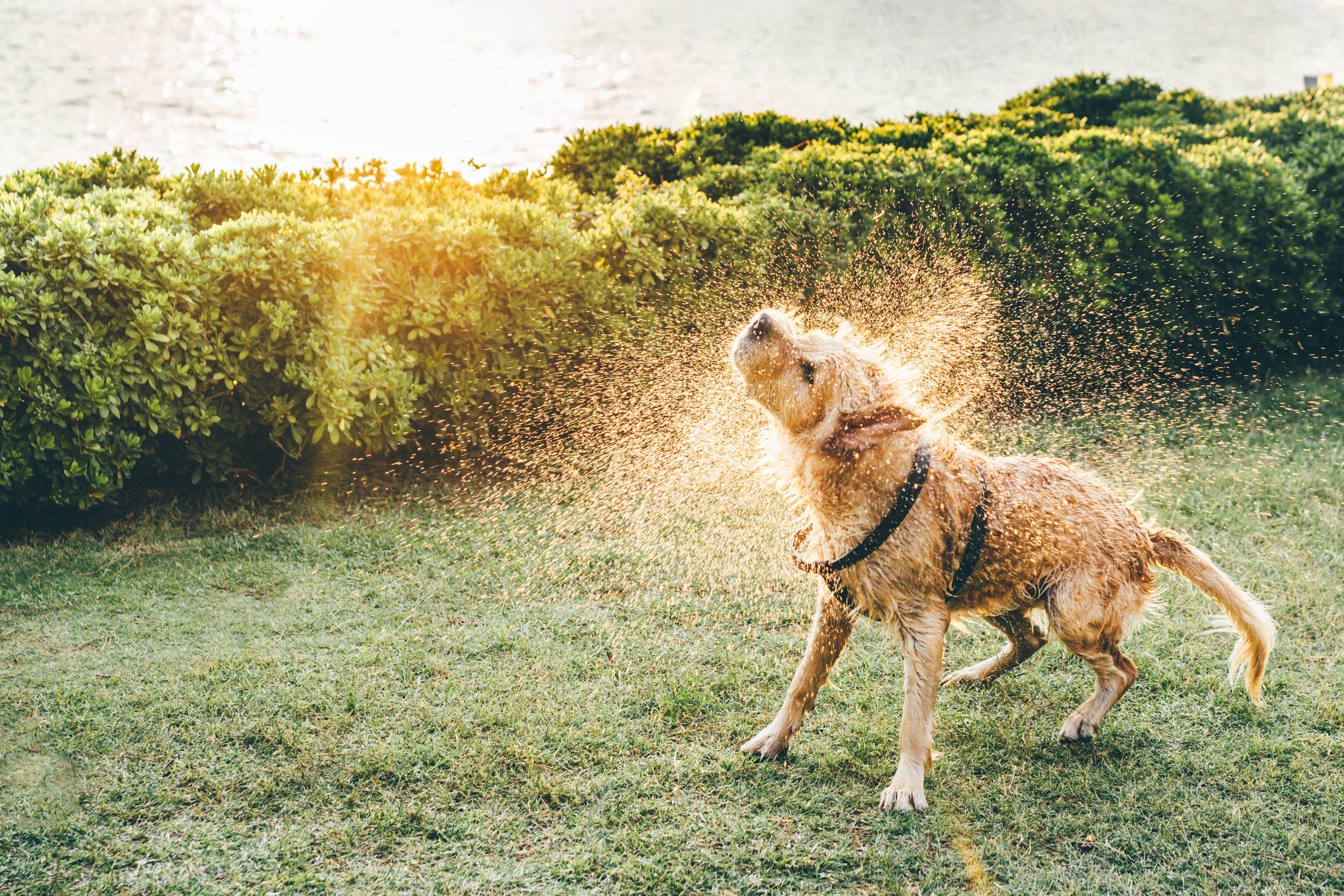 O cachorro com calor ama ficar na água!