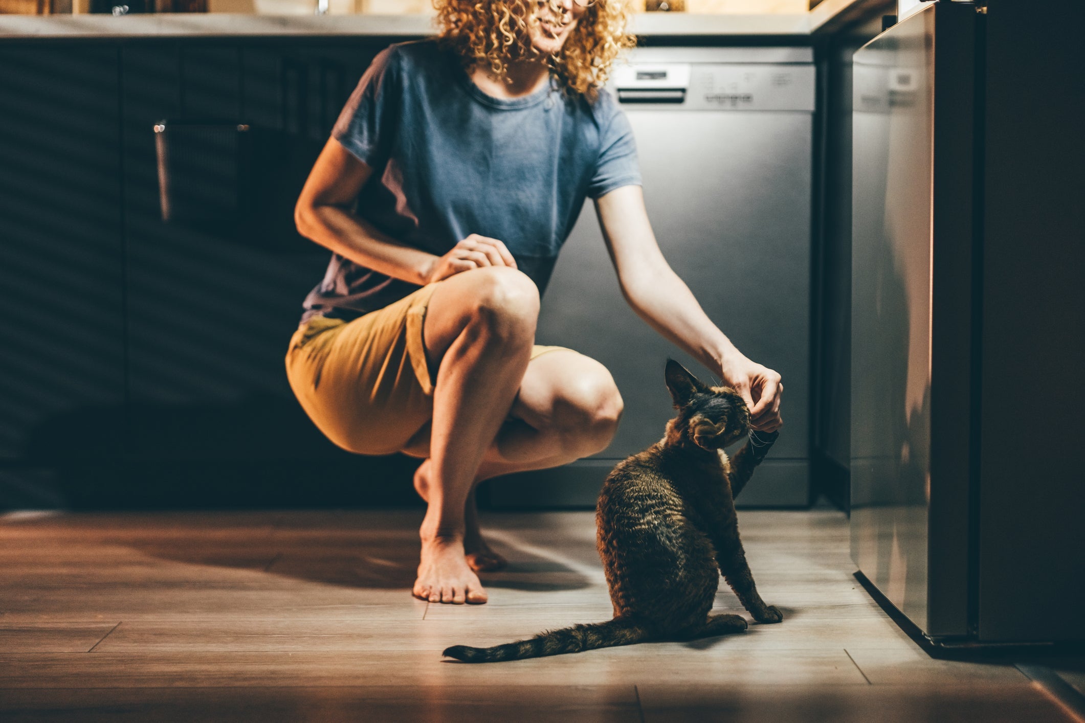Para adestrar gato, o uso de petiscos e recompensas é muito bem-vindo