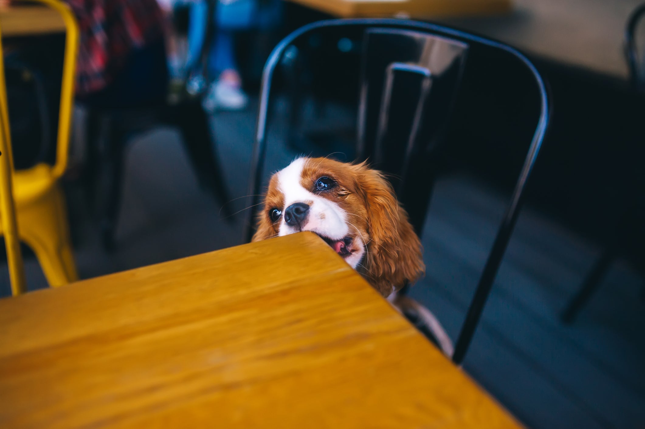 Na maioria das vezes, o cachorro ansioso desconta esse sentimento nos móveis e objetos da casa