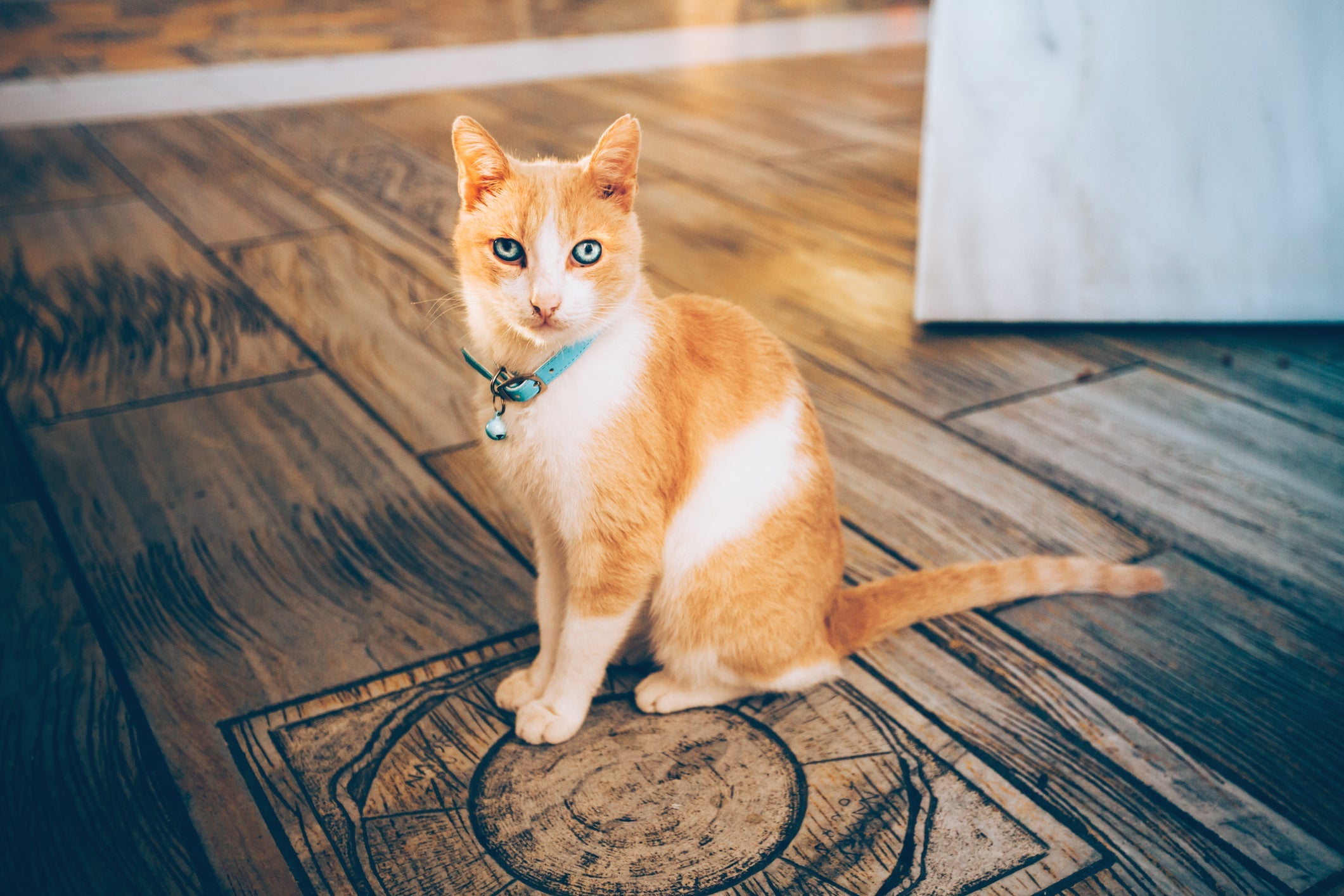 A coleira com guizo pode deixar o seu gatinho mais estressado e agressivo