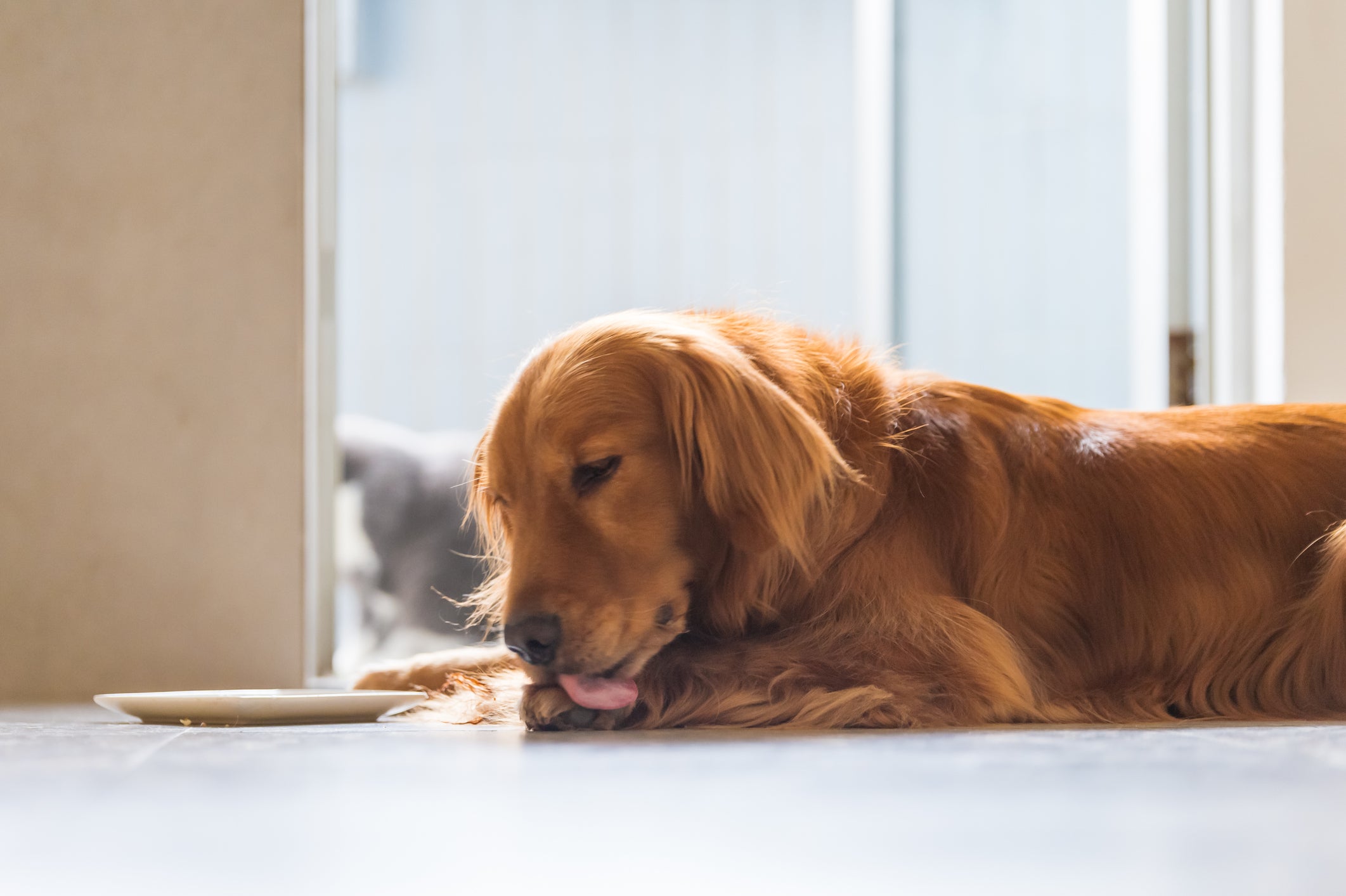 Cachorro roendo parede ou com lambedura excessiva é sinal de ansiedade