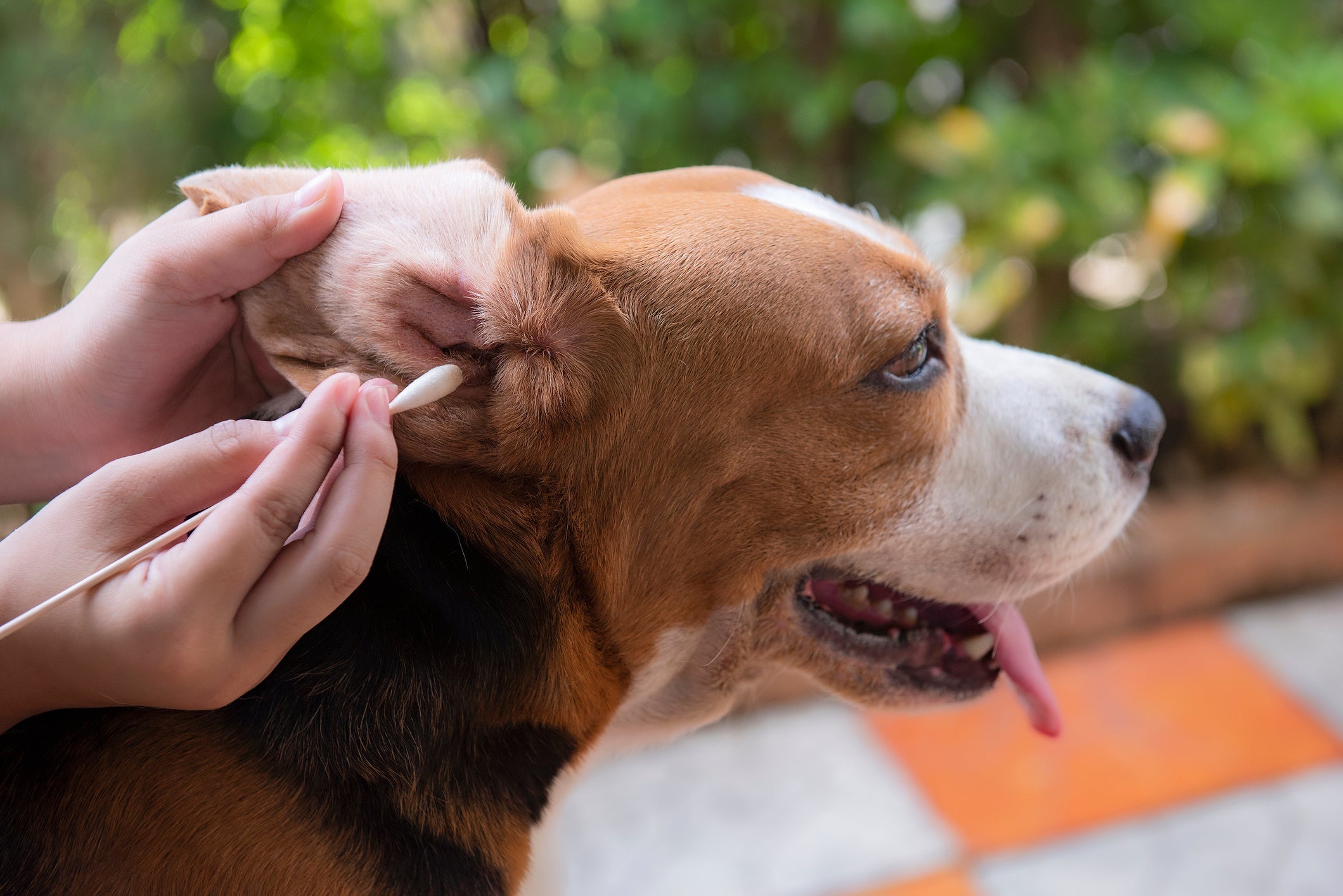 A limpeza da orelha do animal é uma das principais formas de prevenir a coceira