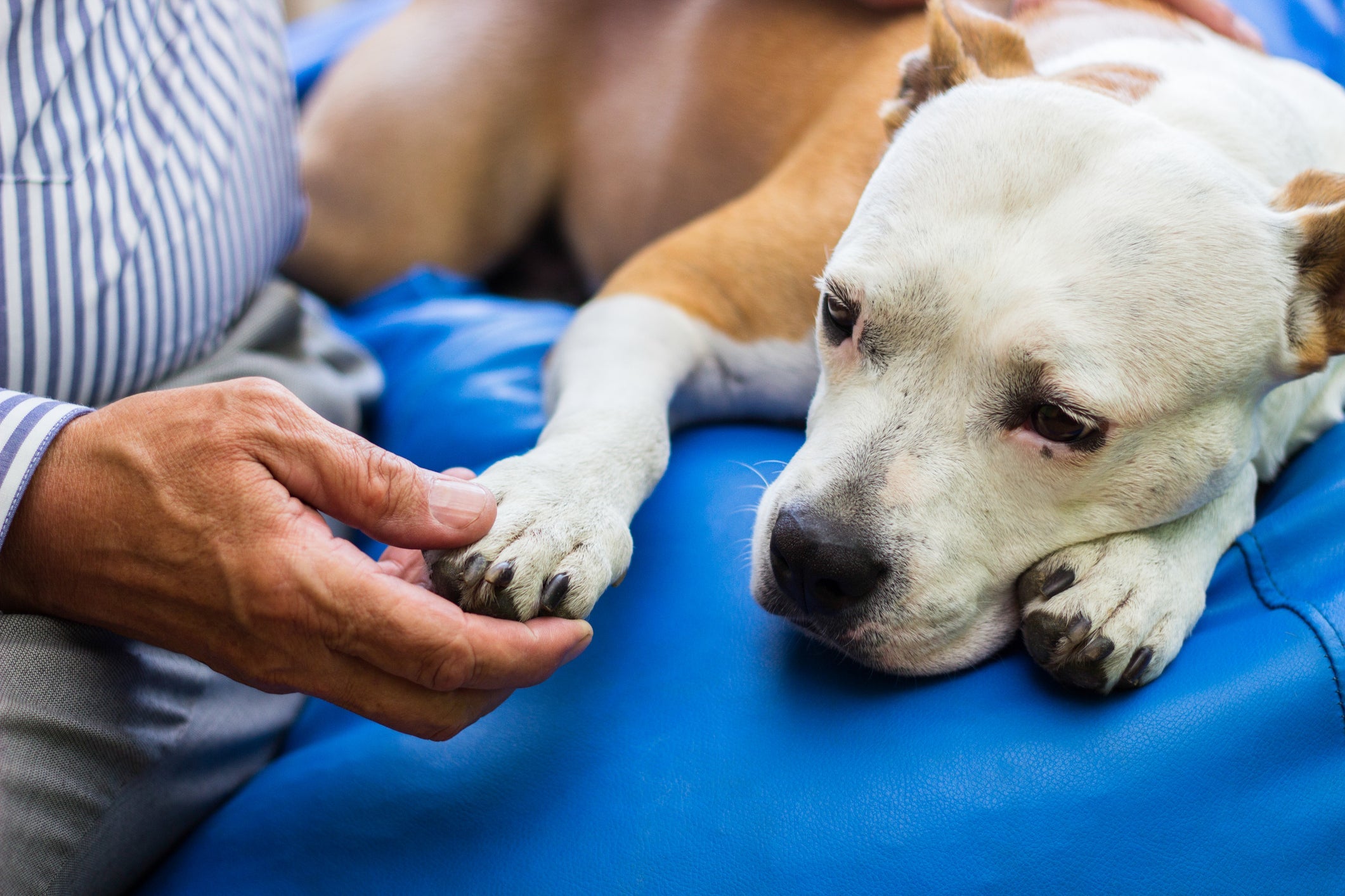 Deixar a vacina do cachorro atrasada pode prejudicar bastante a saúde do pet