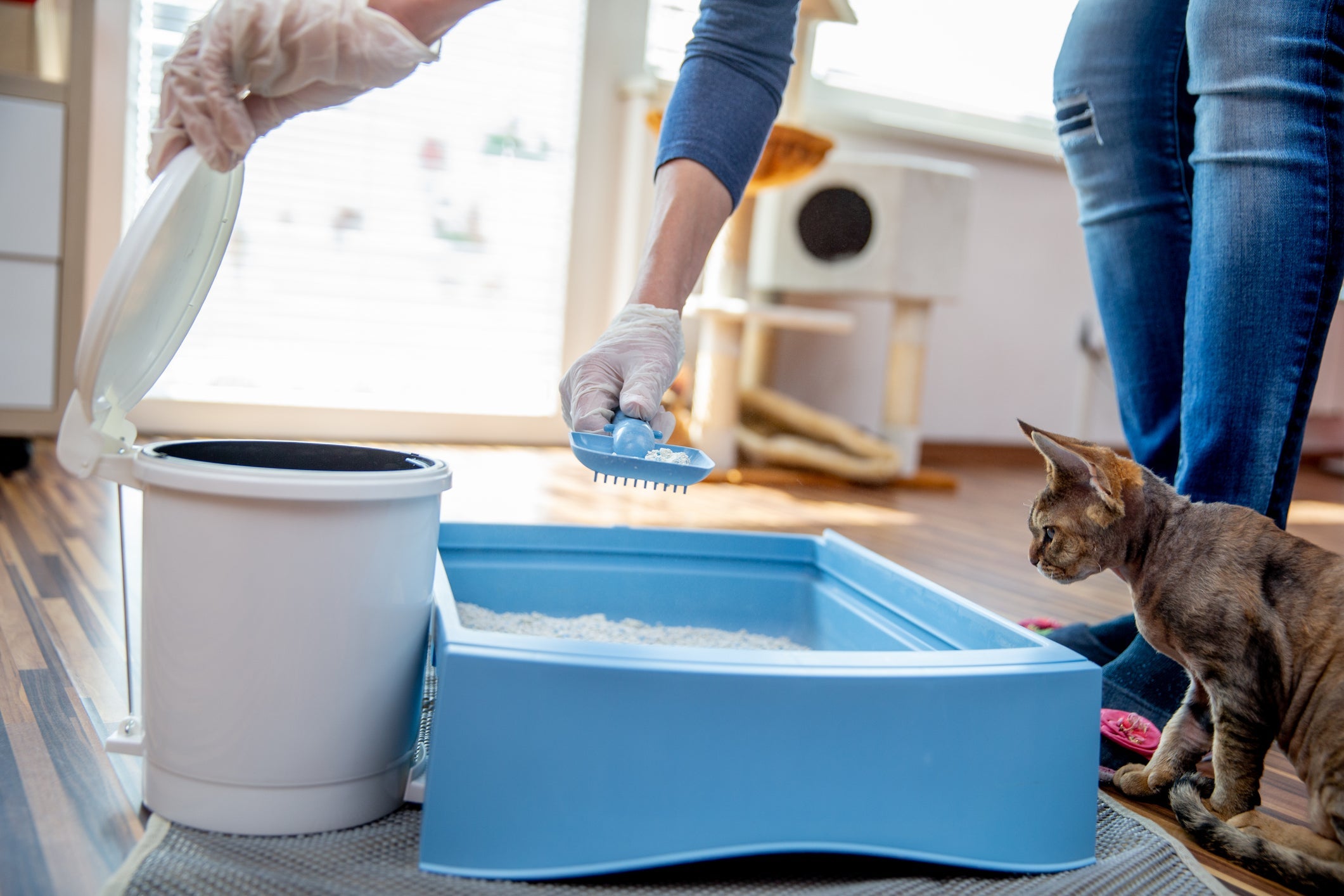 O material escolhido para a caixa de areia do gato influencia a frequência da limpeza