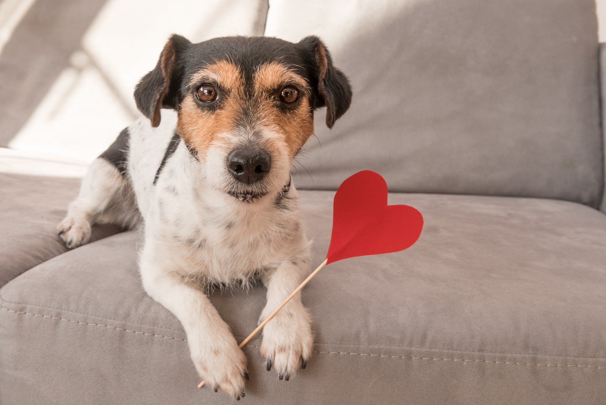 Cães têm um jeito especial de demonstrar amor e afeto