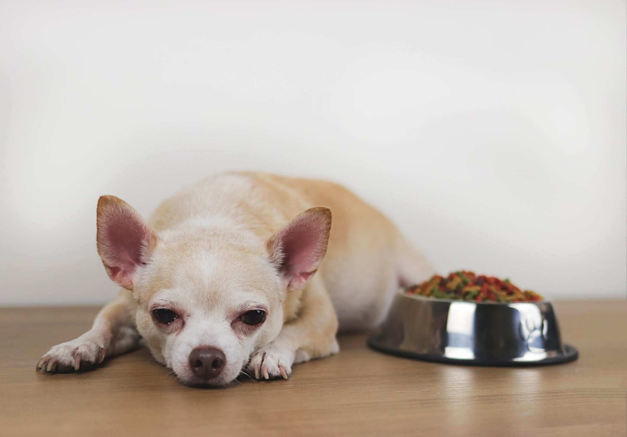 Cachorro soltando pelo: Chihuahua de pelo curto também sofre com isso