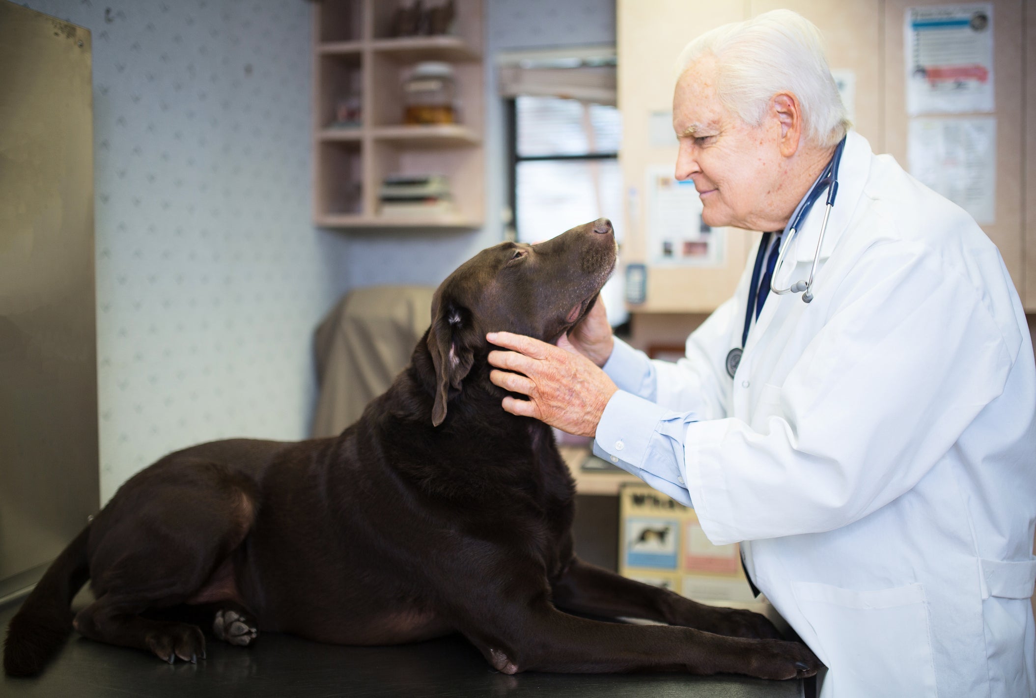 Antes de aderir a qualquer tratamento para a ansiedade em cães, consulte um médico veterinário