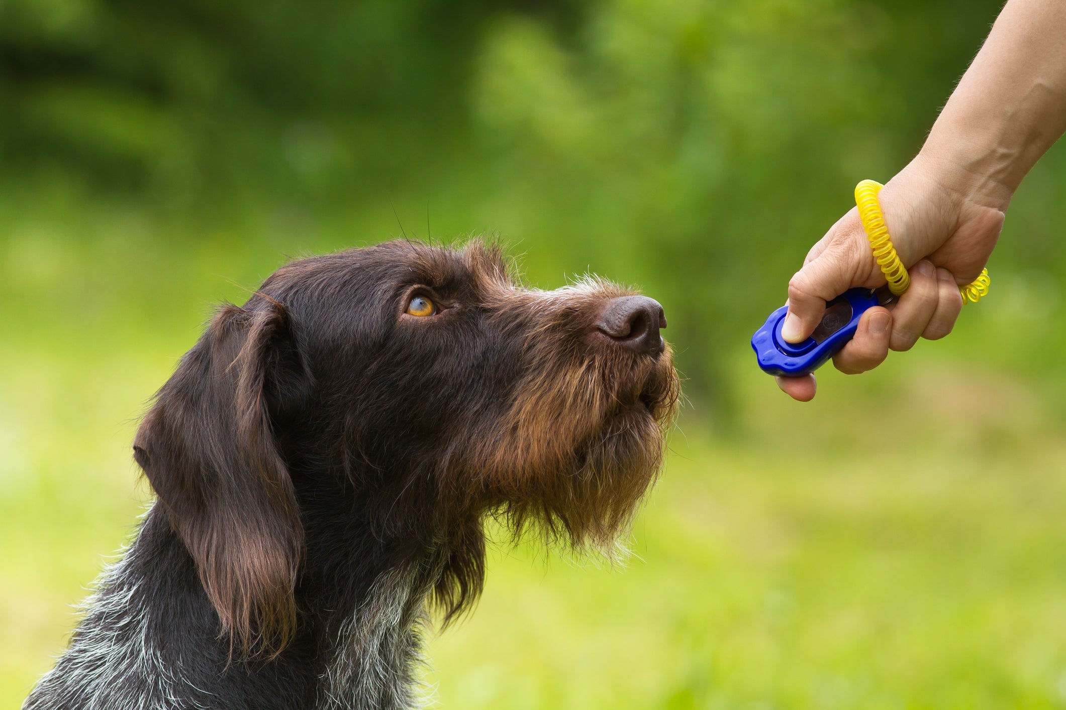 Adestramento de cachorros: o clickler é um acessório que ajuda a estabelecer uma comunicação mais efetiva com o seu cão