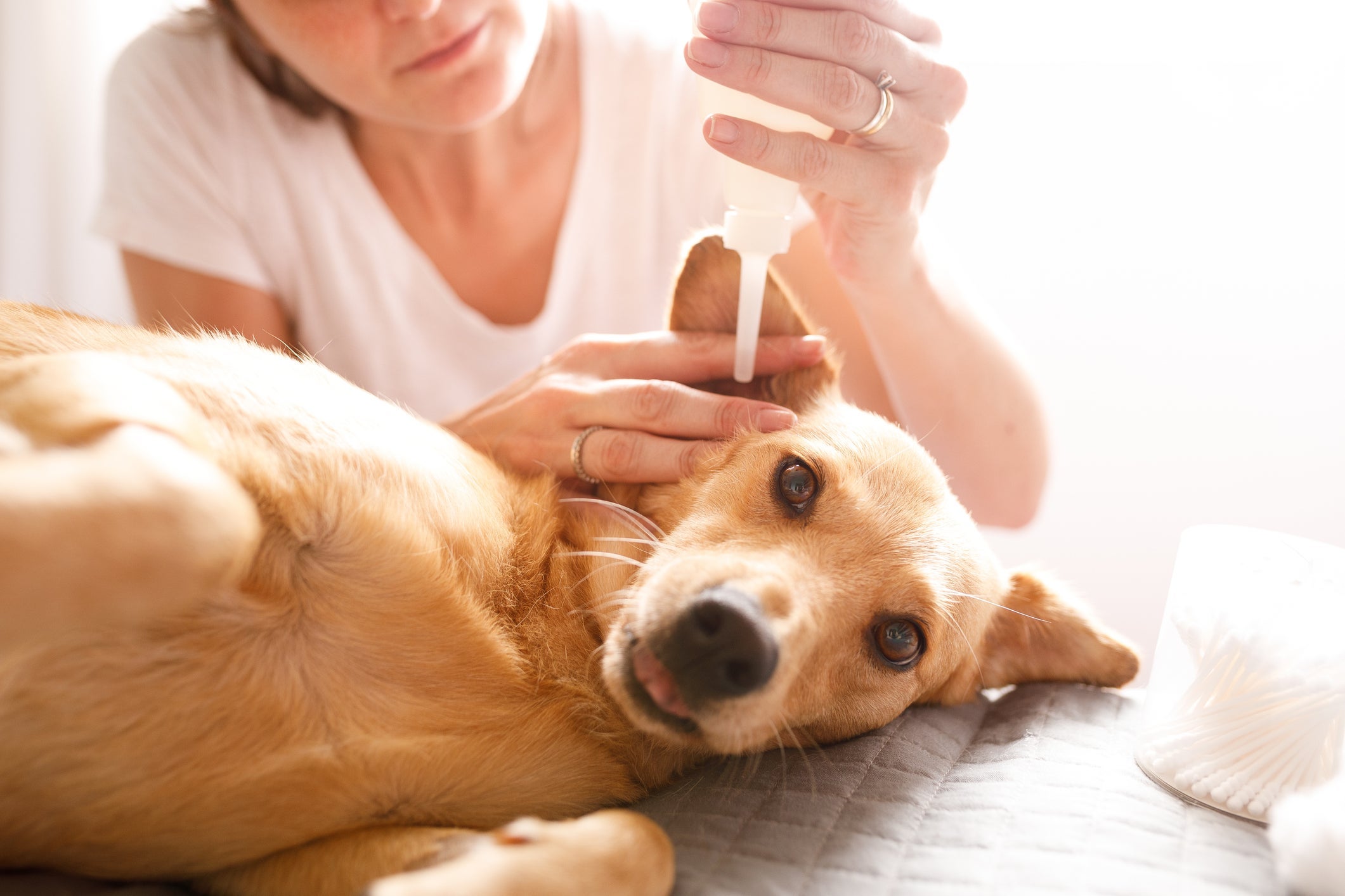 A orelha de cachorro, assim como a boca e patas, são partes do corpo que precisam de cuidados específicos