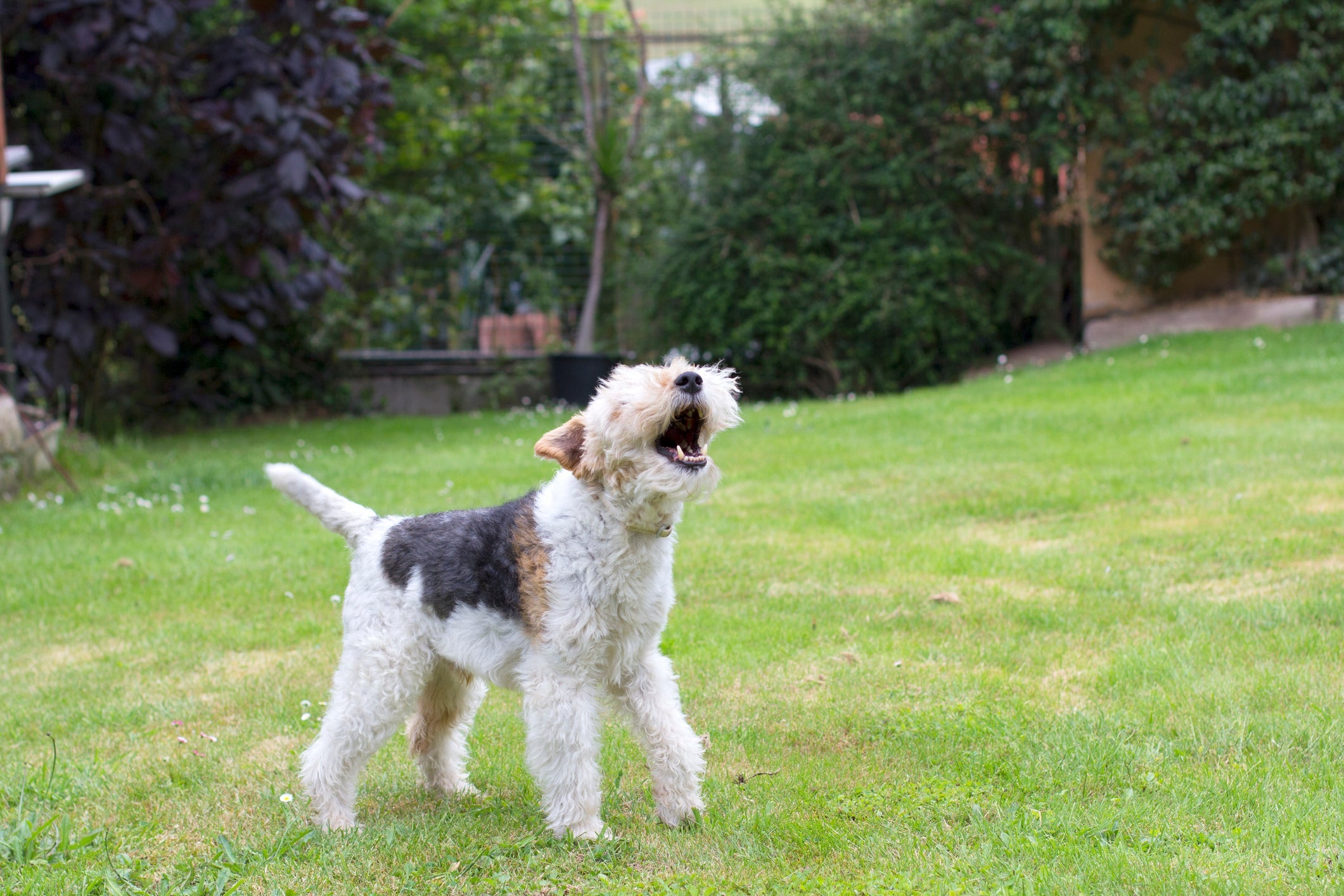 Por que cachorro late pro nada? Problemas de saúde, ansiedade ou até mesmo falta de atenção podem estar associados a isso