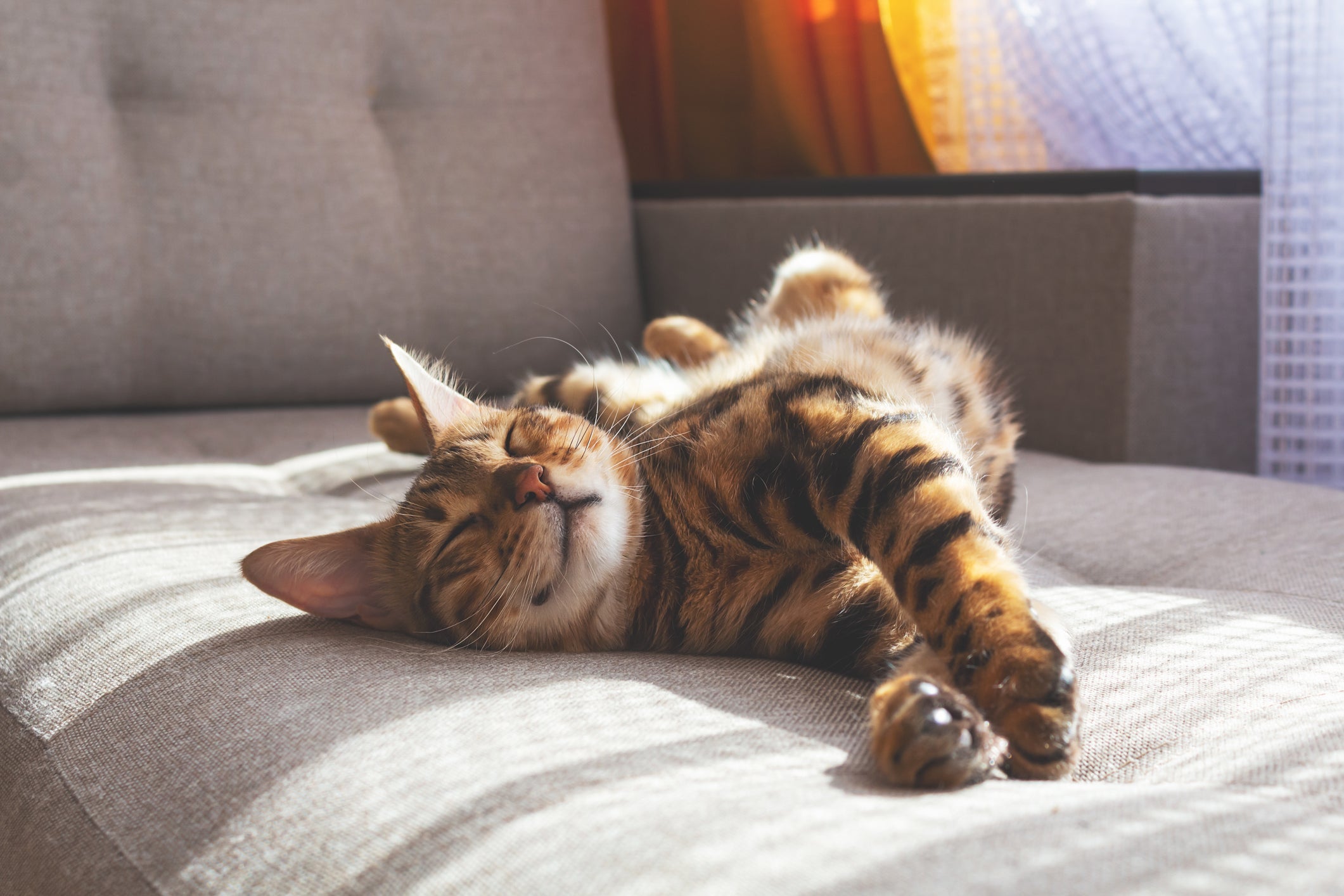 Os gatos são curiosos, mas eles se beneficiam de uma vida na segurança do ambiente interno.