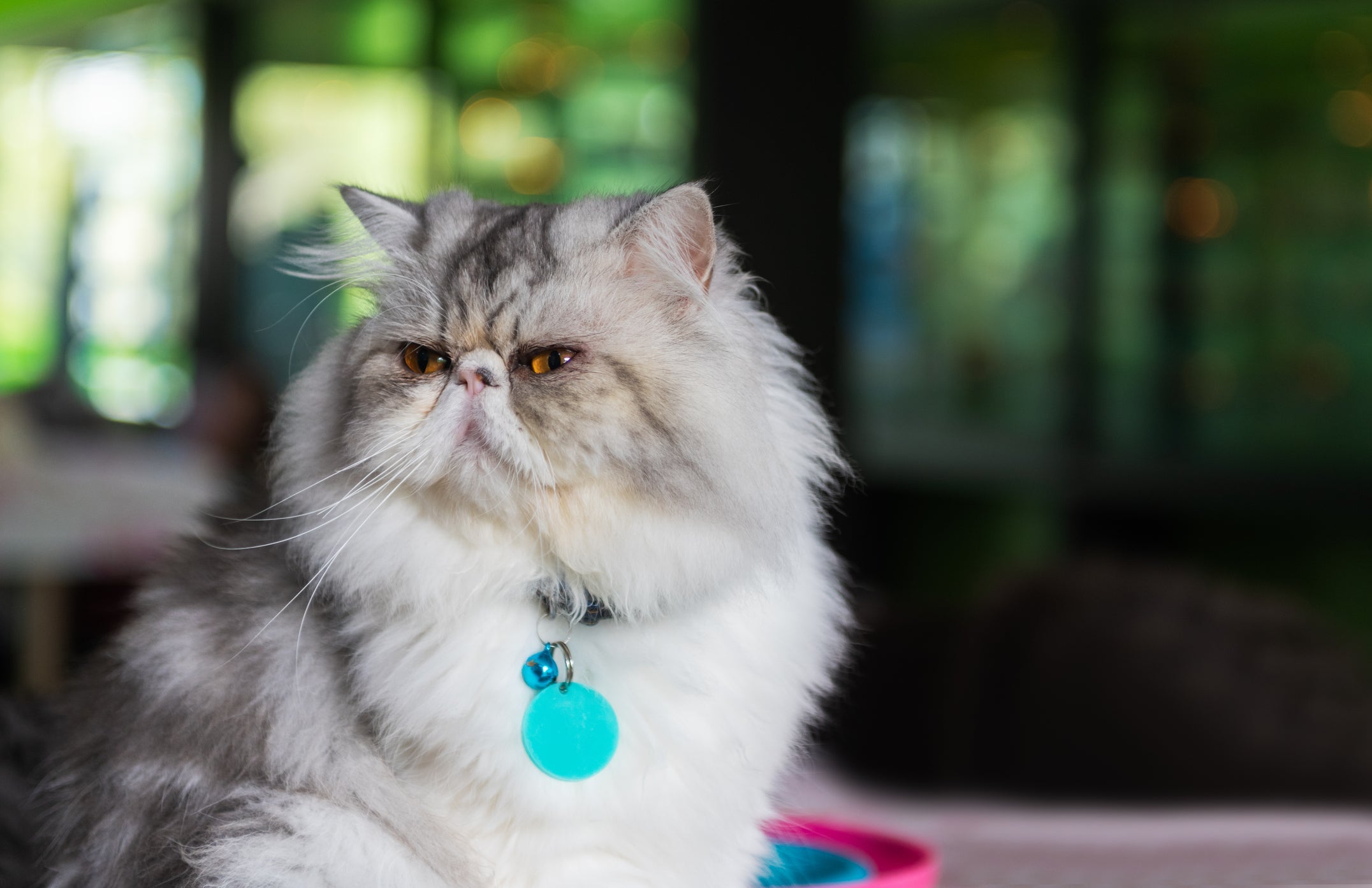 Gato Persa: esse felino muito sociável ama estar perto de seus donos