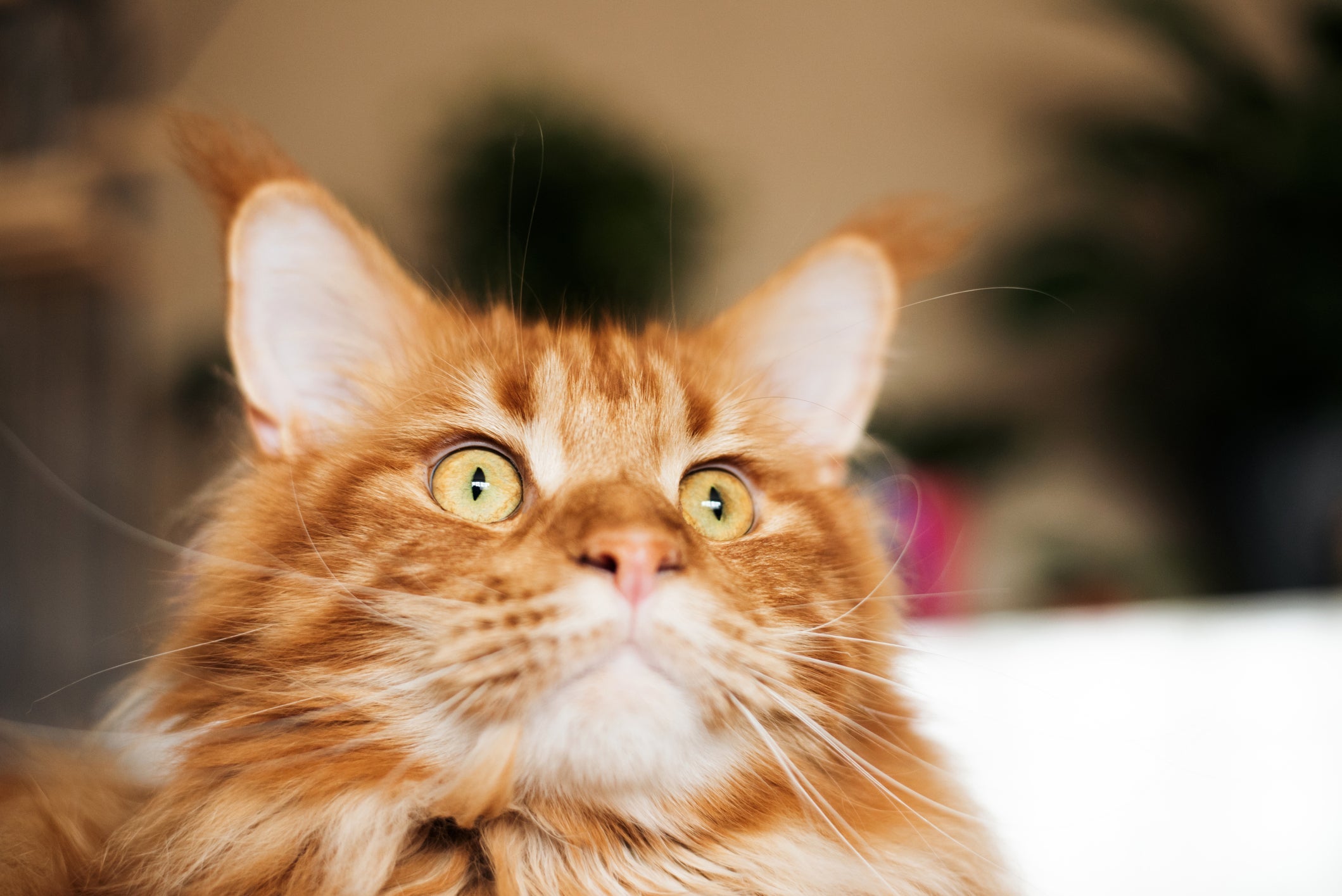 Maine Coon: essa raça de gato gigante não gosta muito de colo, mas segue seus donos em todos os cantos