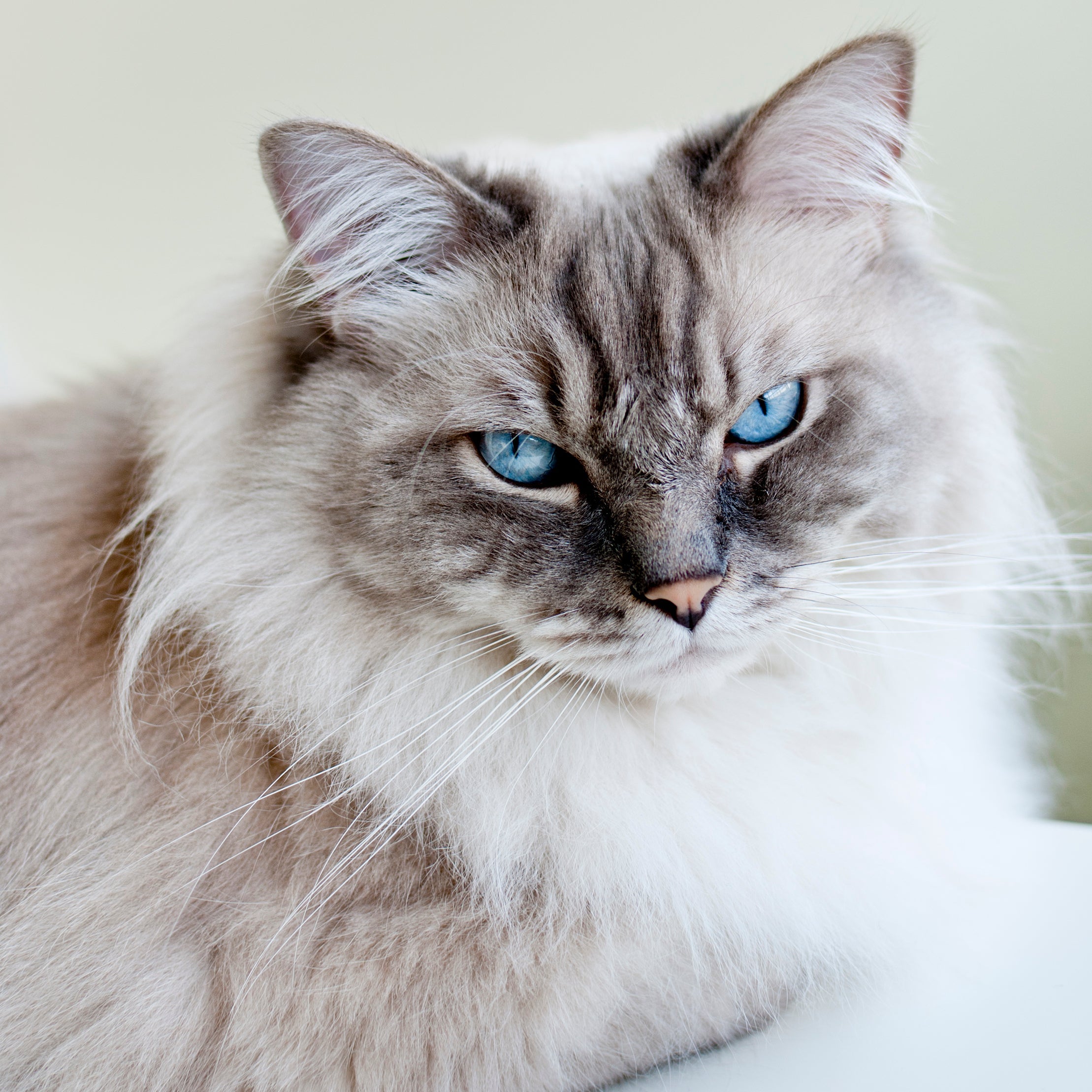 Ragdoll é um gato de olho azul com a personalidade divertida e amigável
