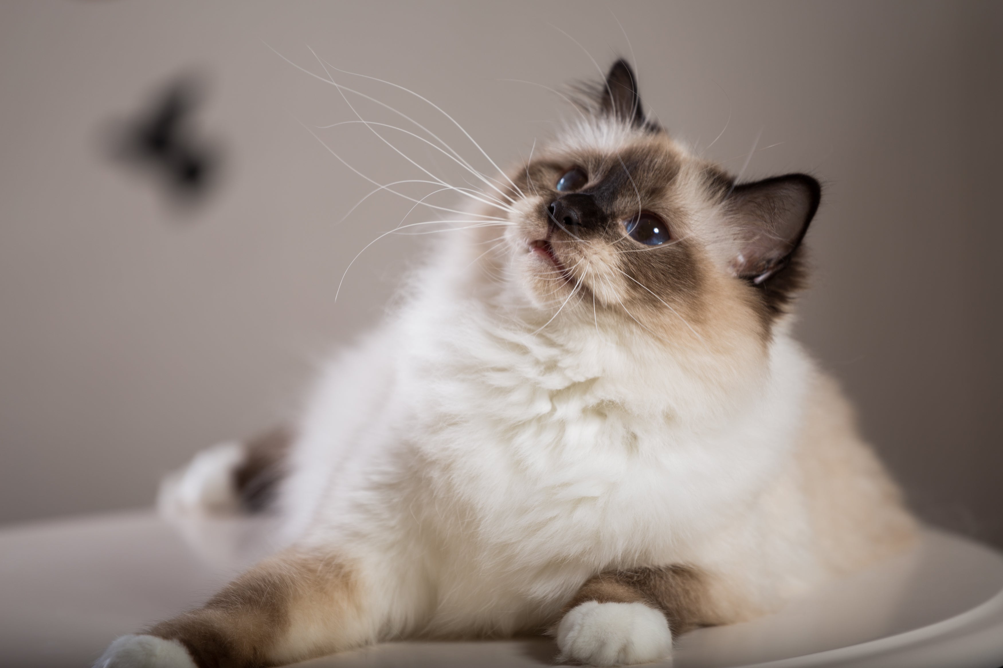 Gato Sagrado da Birmânia: esses bichanos são calmos e ótimas companhias para crianças