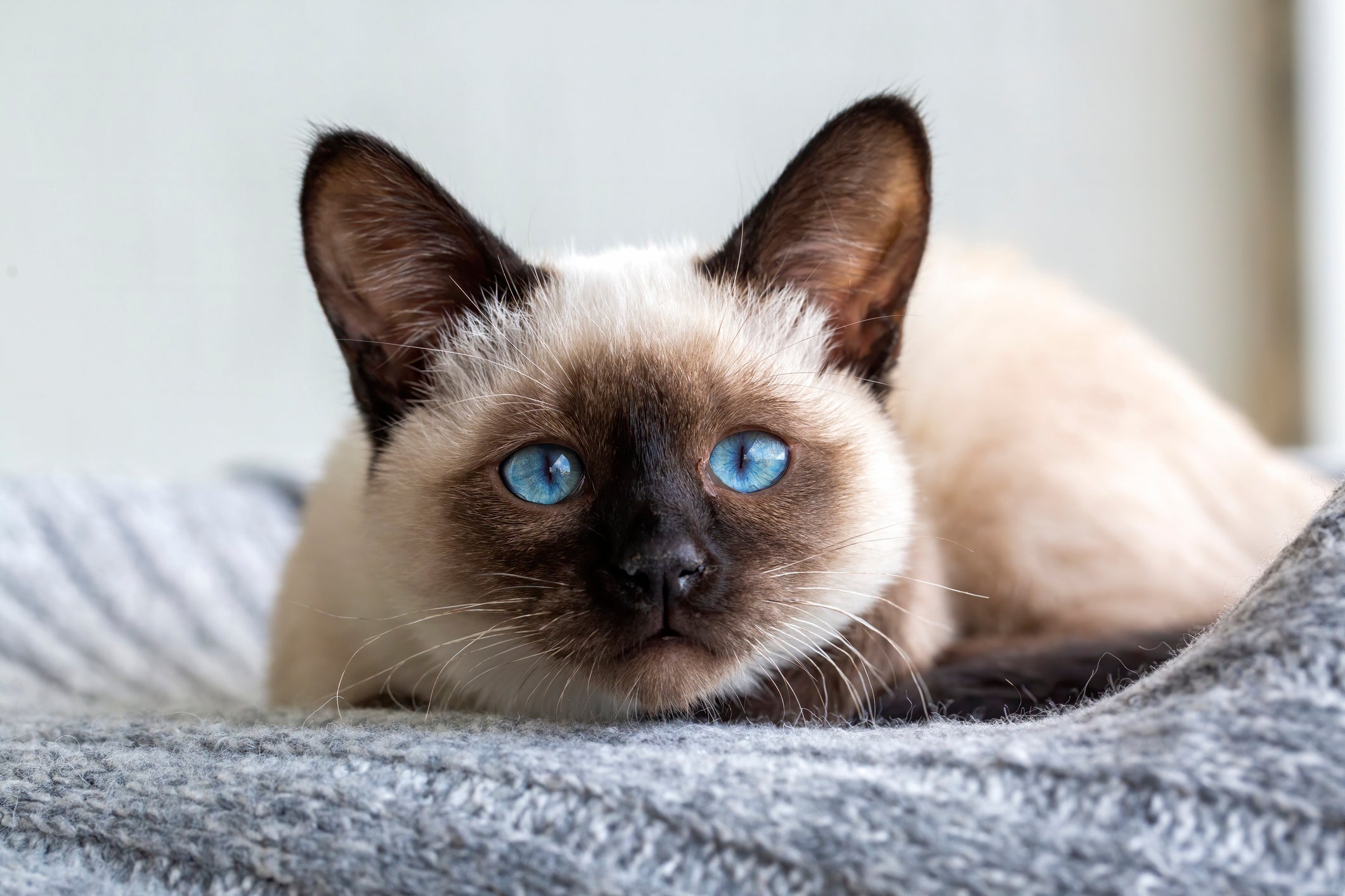 Siamês é um dos gatos de olhos azuis mais populares e queridos por todos