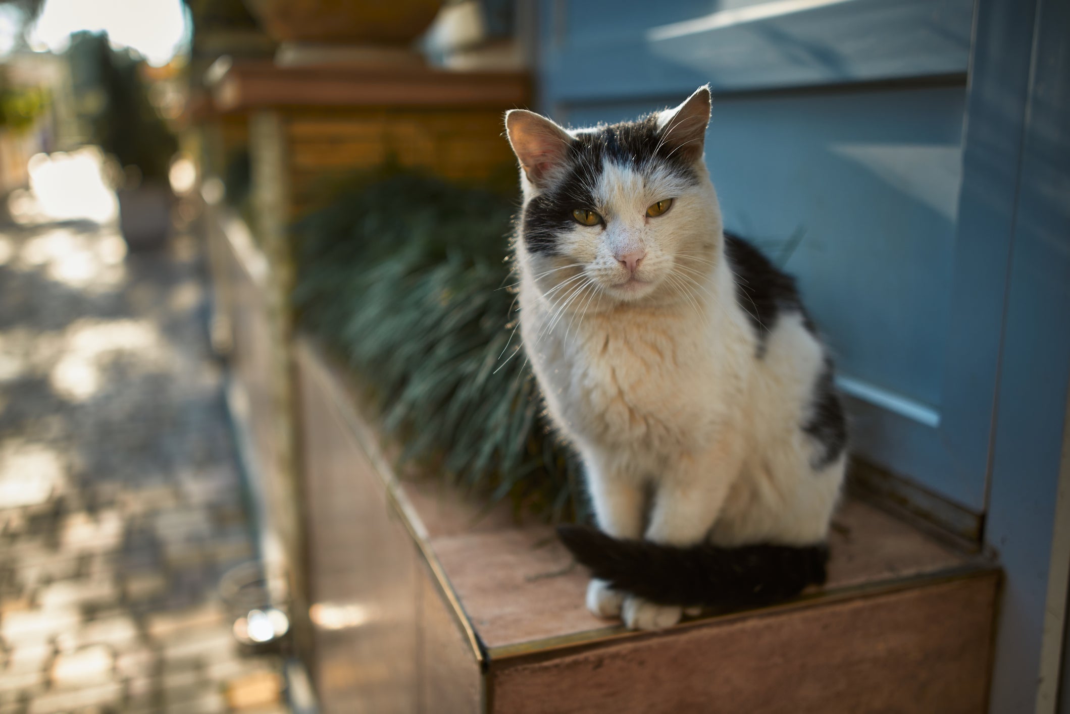 Gatos Carinhosos: o vira-lata só quer dar e receber amor!