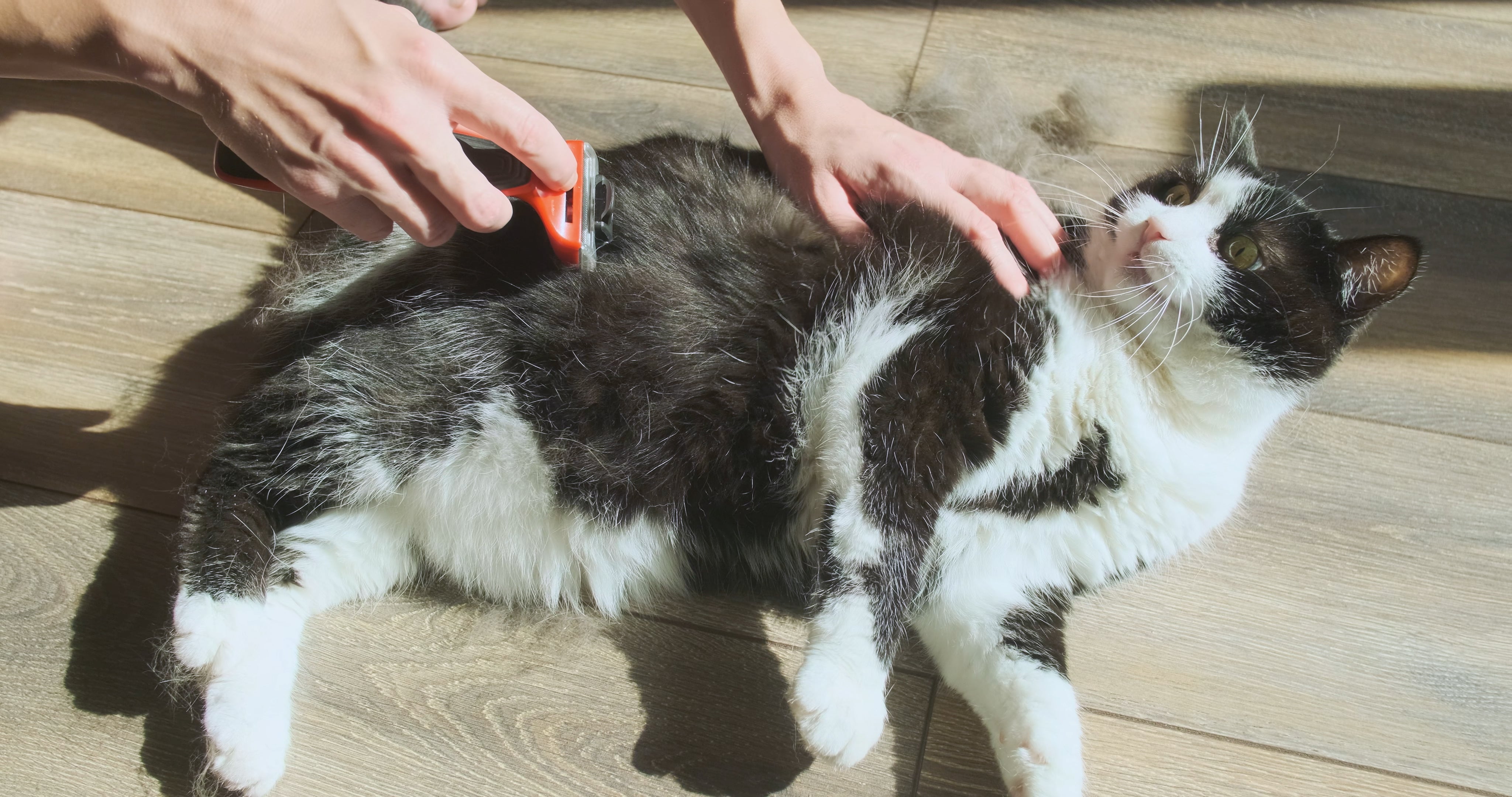 Escovar a pelagem do gato ajuda a evitar as bolas de pelo, que podem ser prejudiciais à saúde do pet