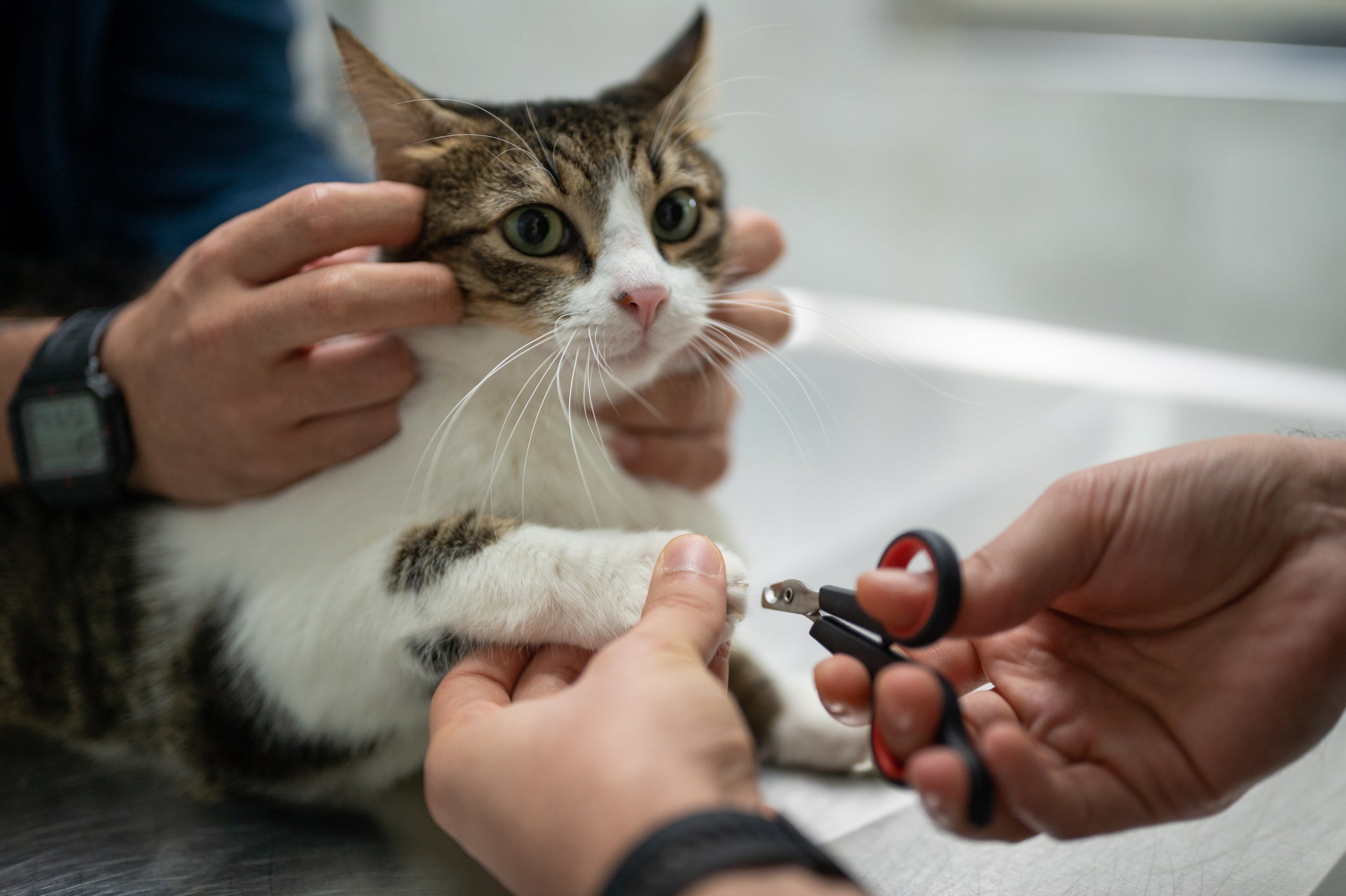 As unhas do gato precisam ser cortadas com frequência