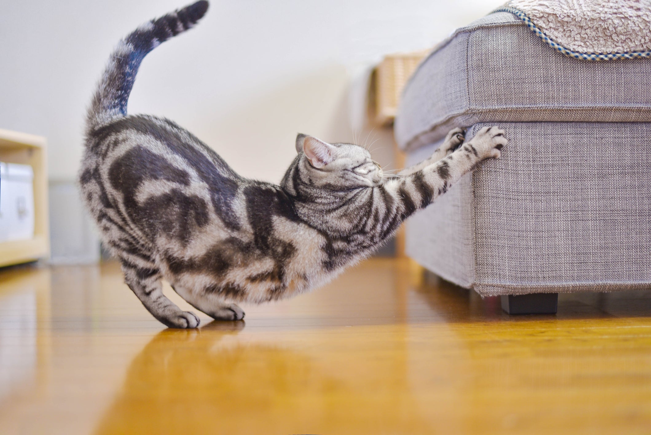 Para evitar que o seu pet arranhe os móveis da casa, vale a pena investir em um protetor de sofá para gatos